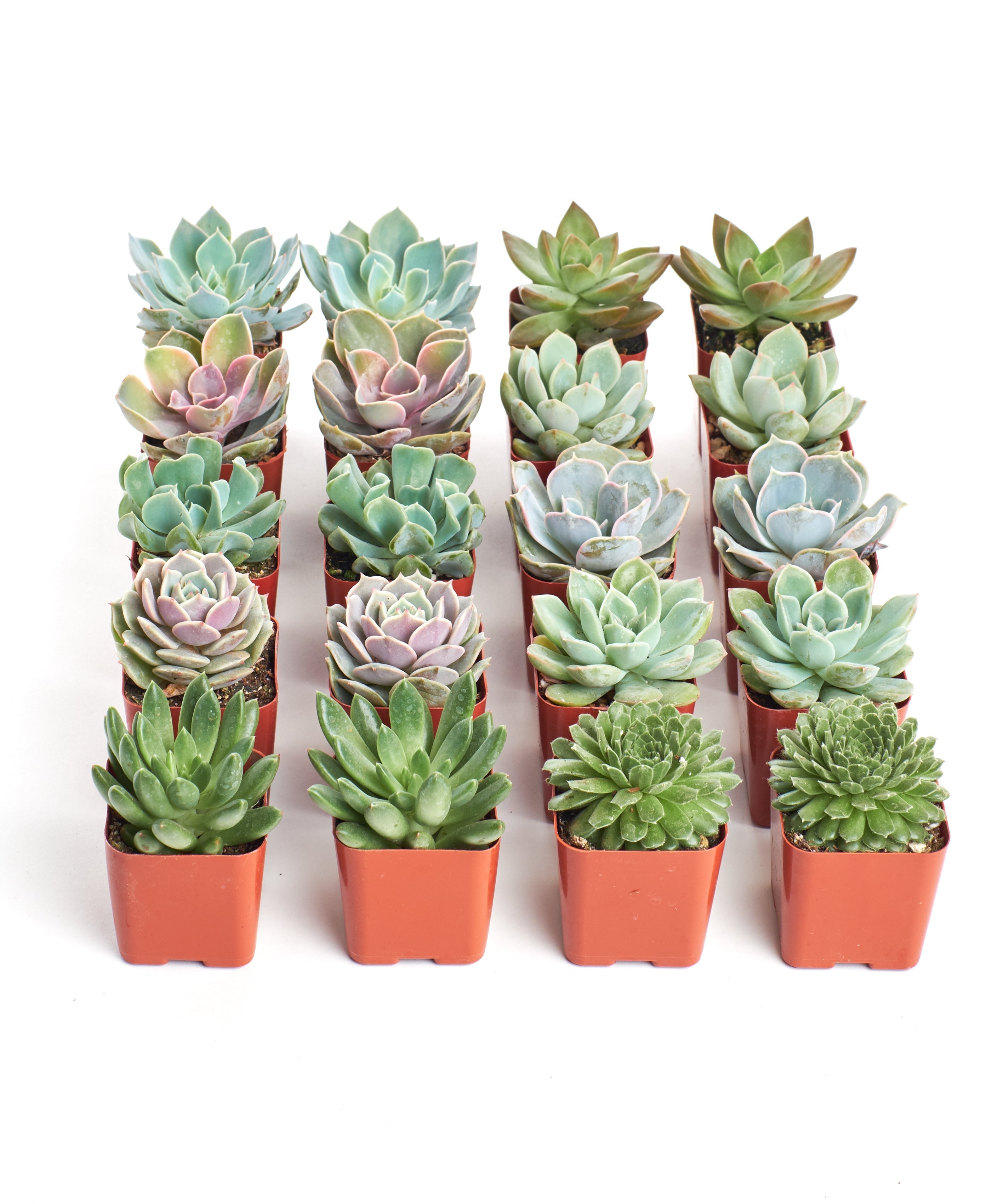shipped succulents Shop Succulents Rosette Succulent Plant Pack Bulk Collection, Live Mini Succulent Plants, Easy Care, Floral Shaped Indoor Plants, Wedding and Party