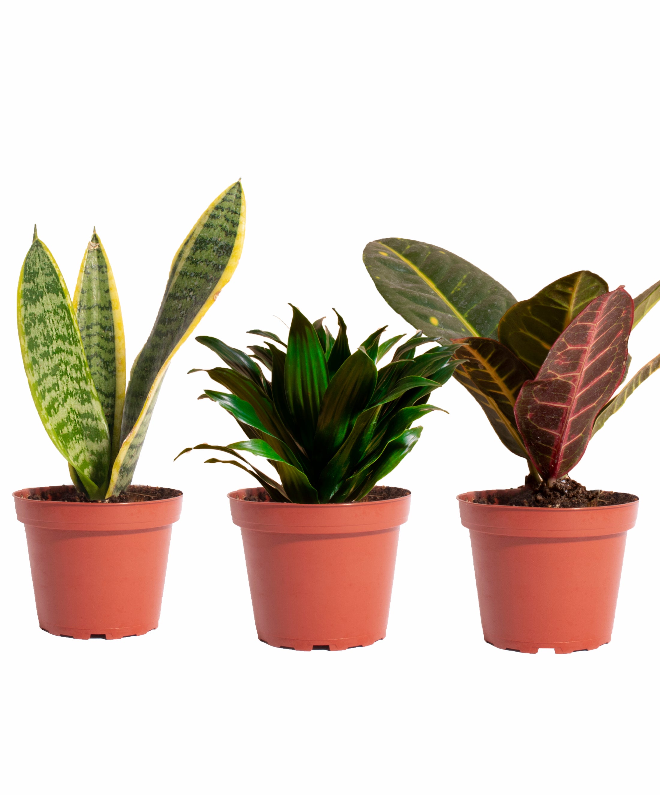 air plant trio Air Purifying Trio Collection – Shop Succulents