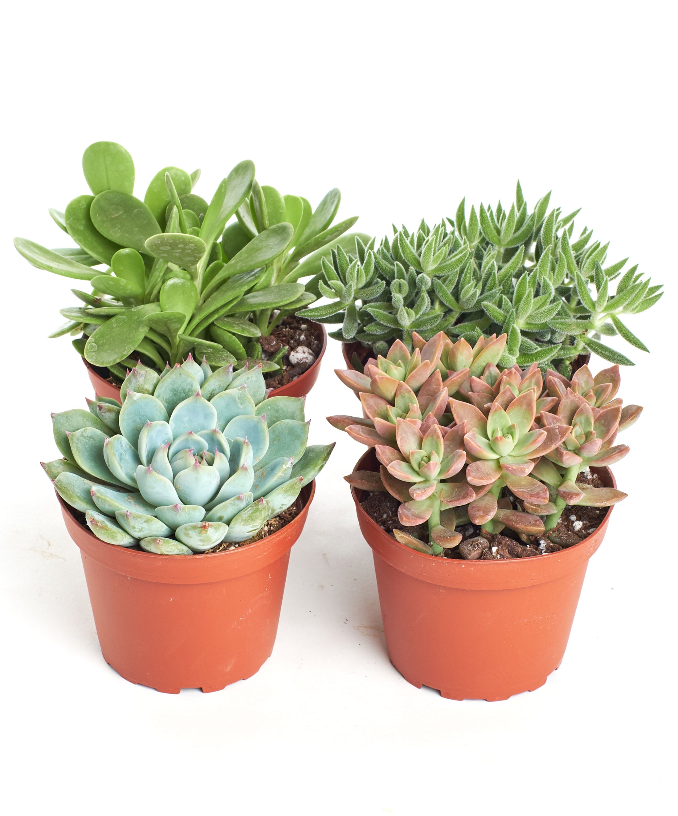 succulents sold at home depot Shop Succulents Assorted Succulent Plant Pack Collection, Live 4" Succulent Plants, Low Maintenance, Mixture of Colors & Textures