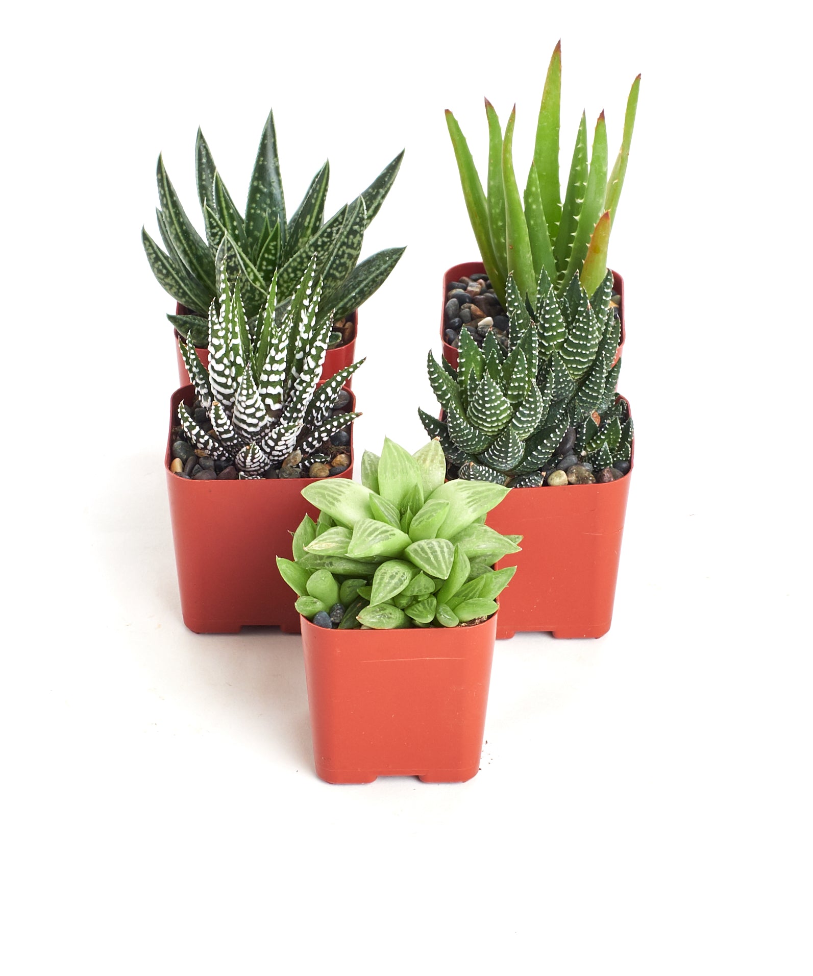 mini aloe vera plant Shop Succulents | Haworthia Collection