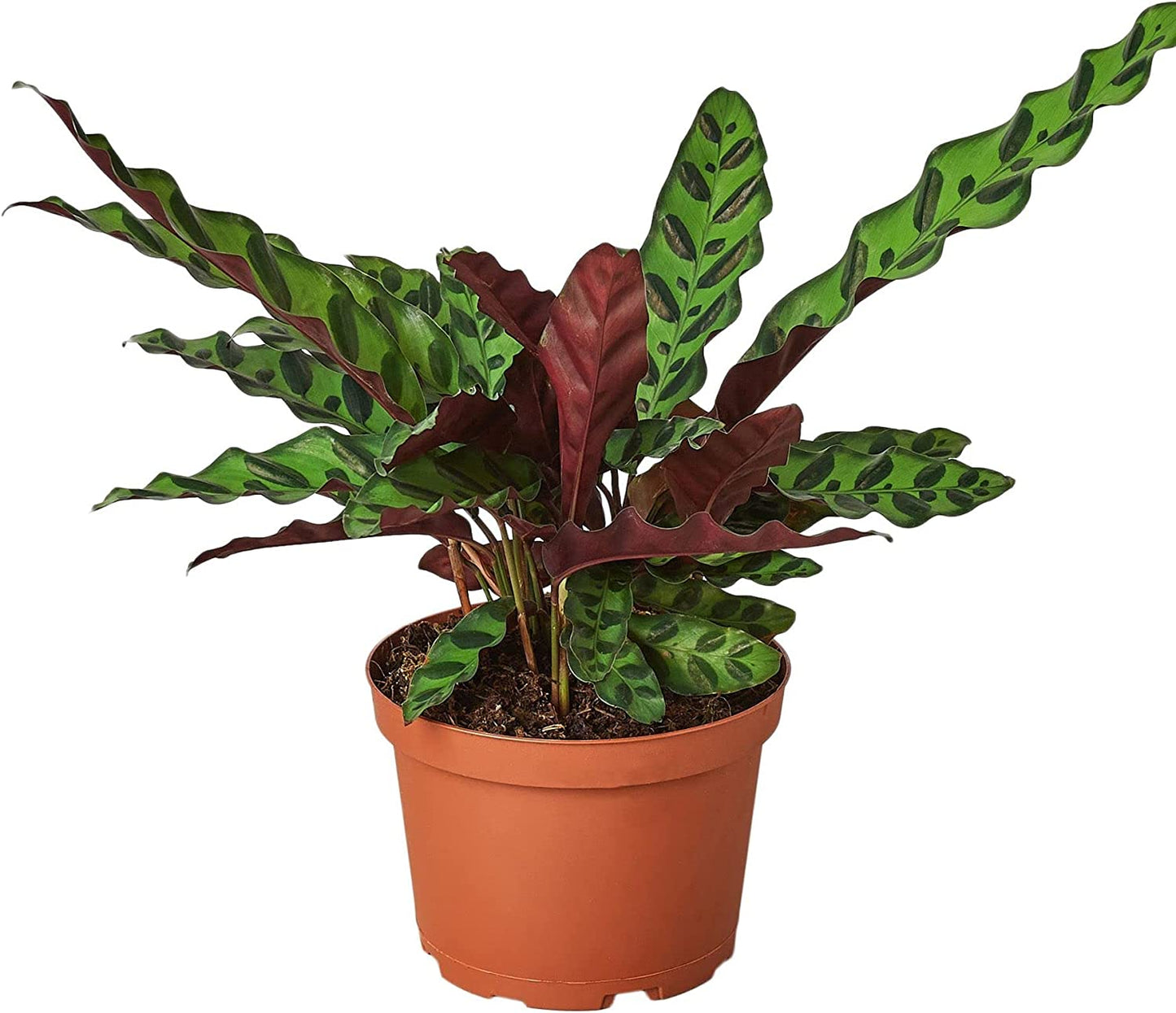Calathea Lancifolia (Rattlesnake Plant)