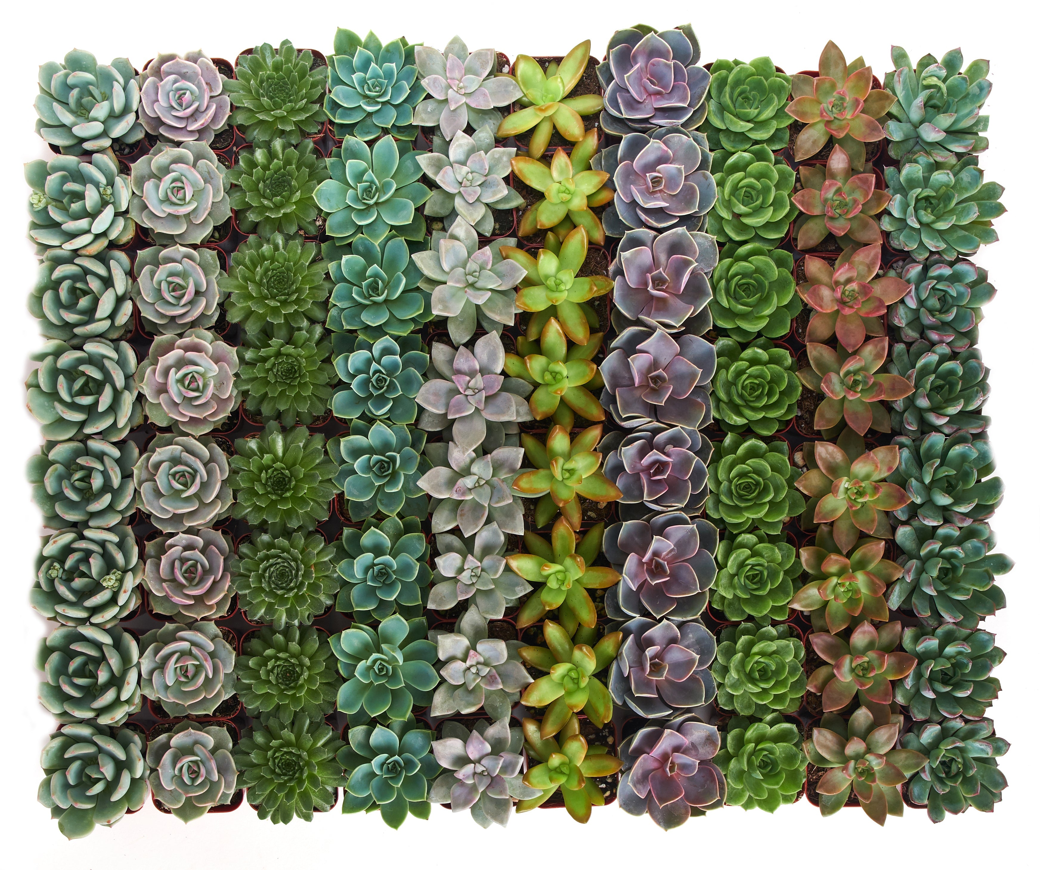 rosette succulents bulk Shop Succulents Rosette Succulent Plant Pack Collection