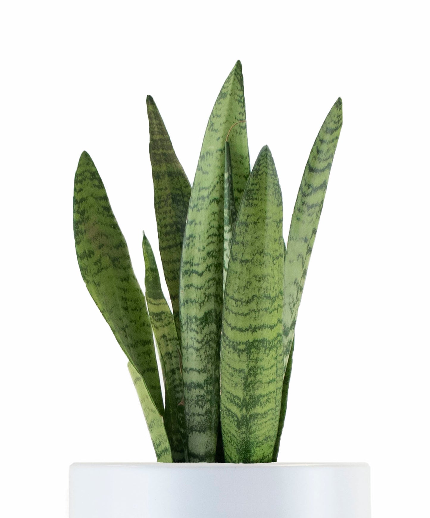 Sansevieria Zeylanica Snake Indoor House Plant in White Ceramic Cylinder Planter