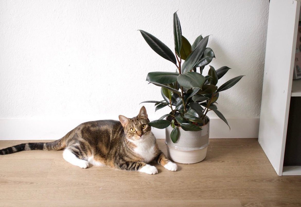 5 PetFriendly House Plants Shop Succulents