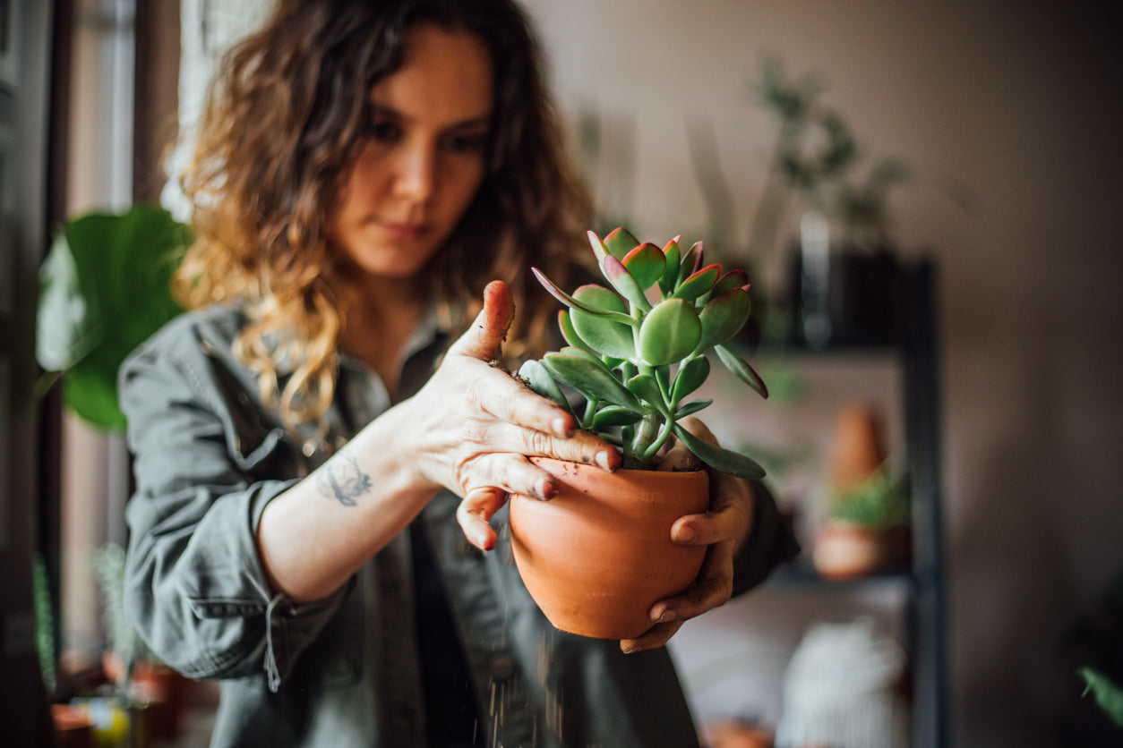 5 Tips To Care For Succulents & Keep Them From Dying | Shop Succulents