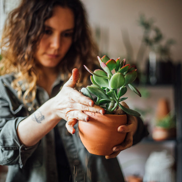 House Plants Delivered – Shop Succulents