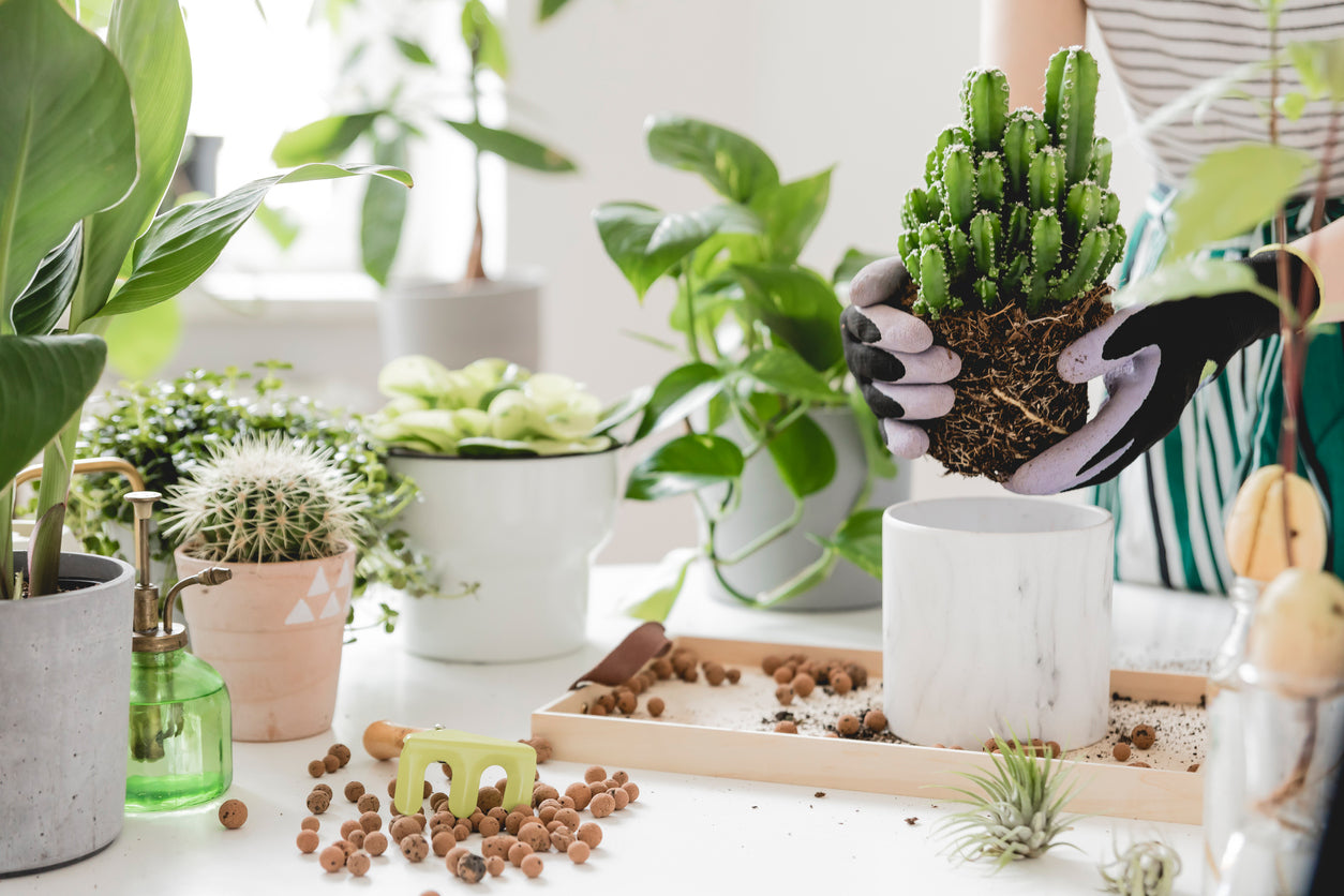 How To Repot A Cactus – Shop Succulents