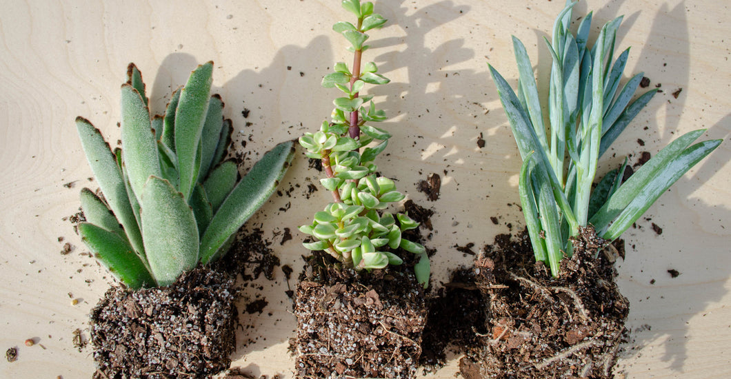 Why Do My Succulents Keep Dying? Shop Succulents