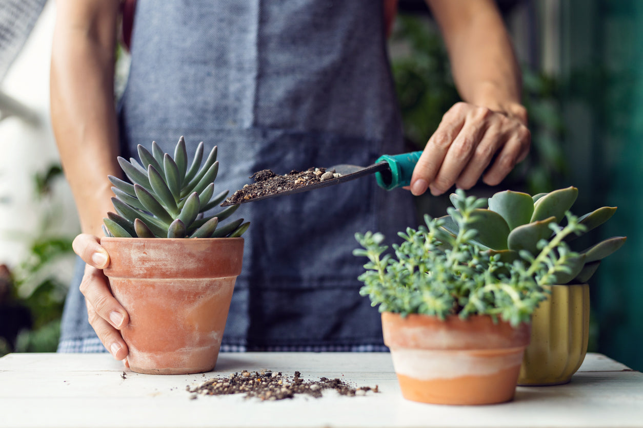 The Quick and Easy Guide to Repotting Succulents | Shop Succulents