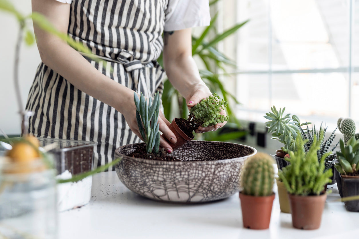 What’s the Difference Between a Cactus and a Succulent? | Shop Succulents