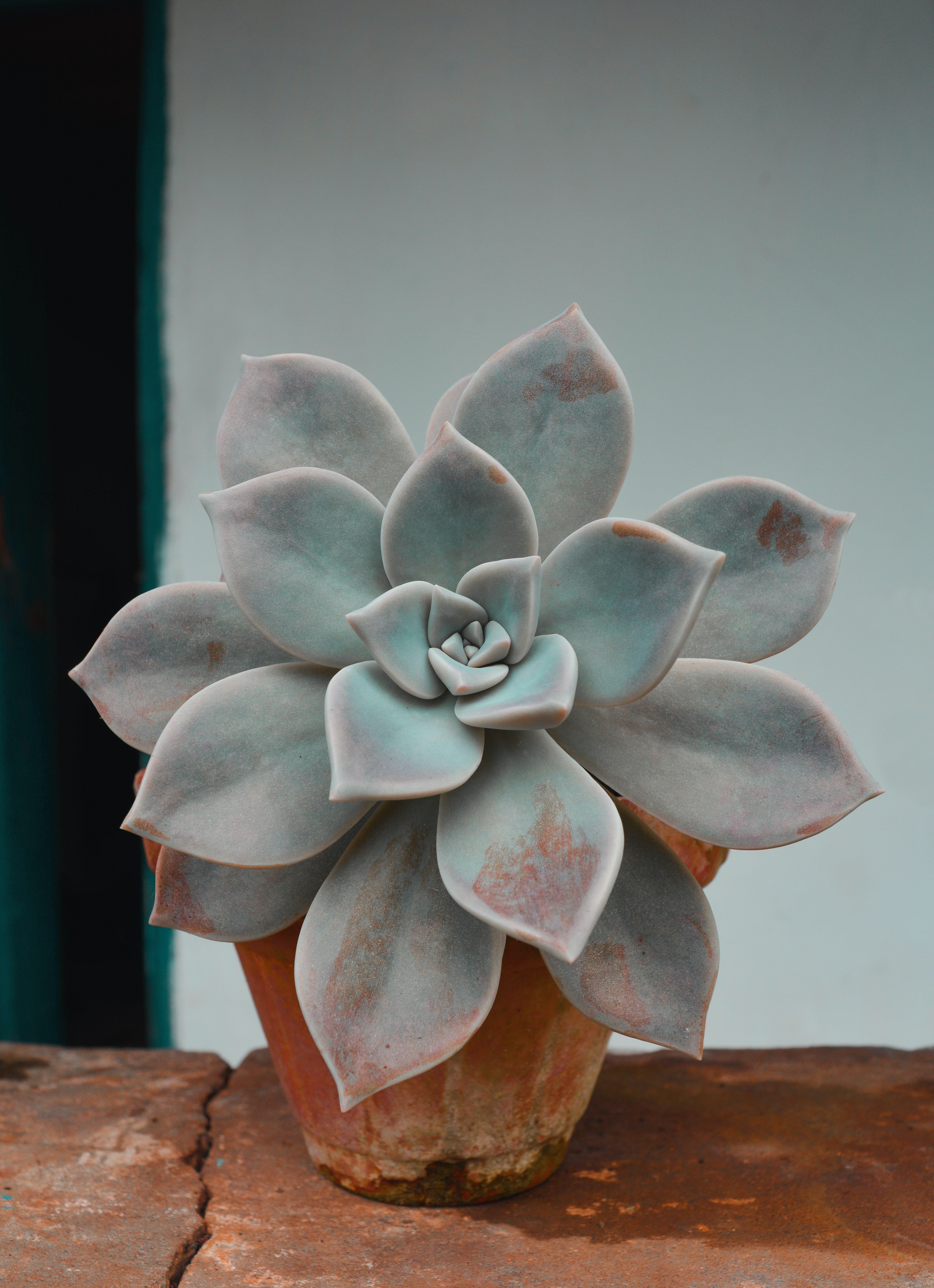 How often should you water succulents shop succulents