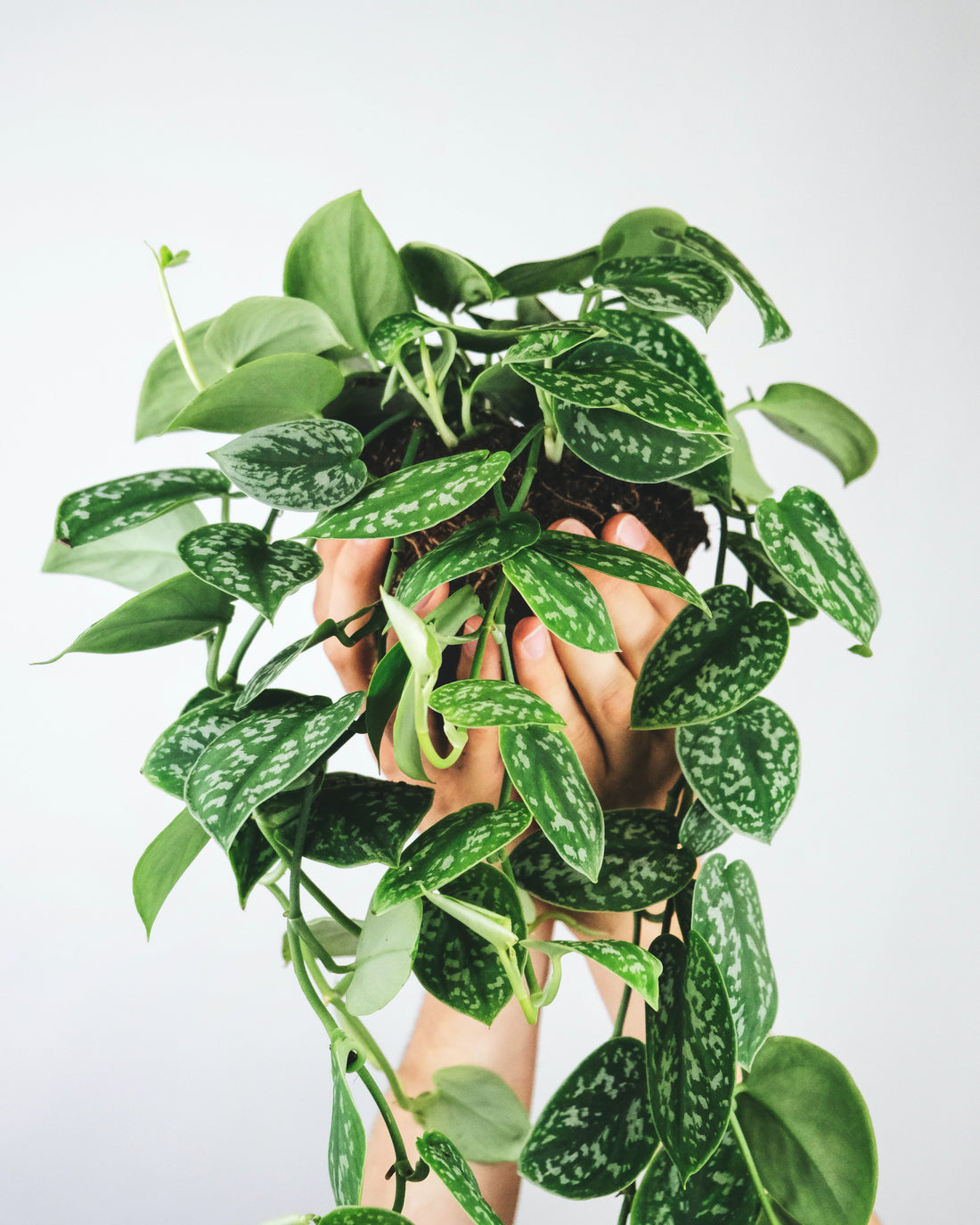 All About The Pothos Plant
