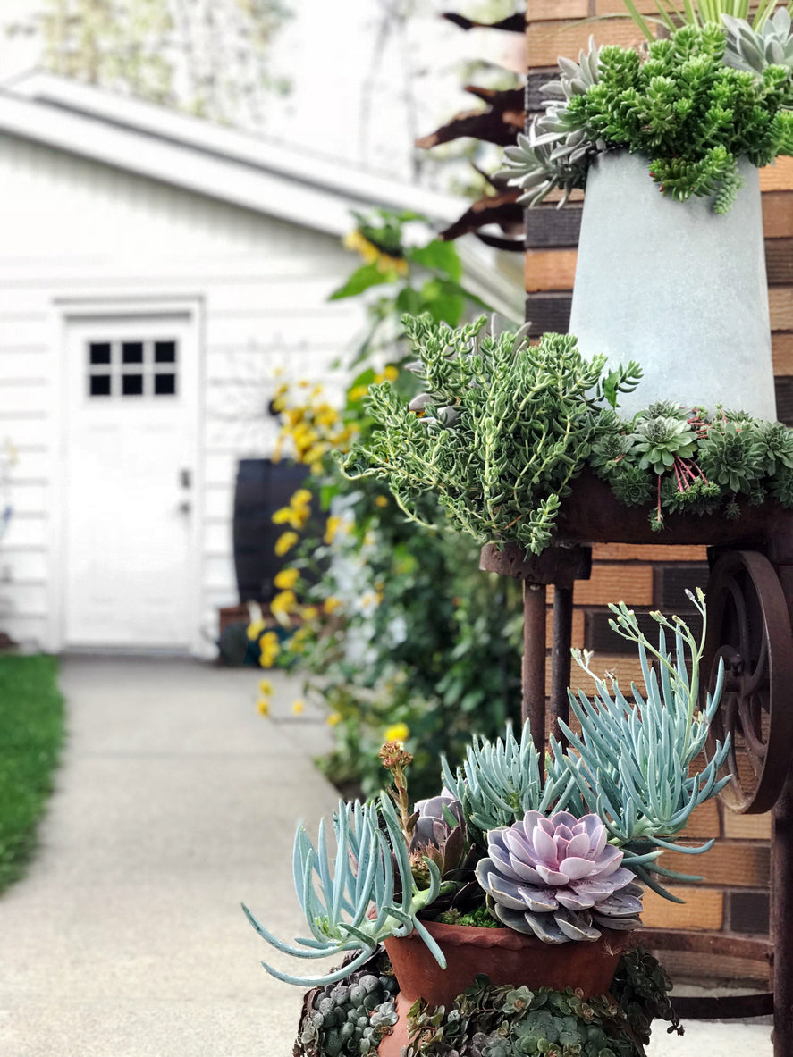 House Plants Delivered – Shop Succulents