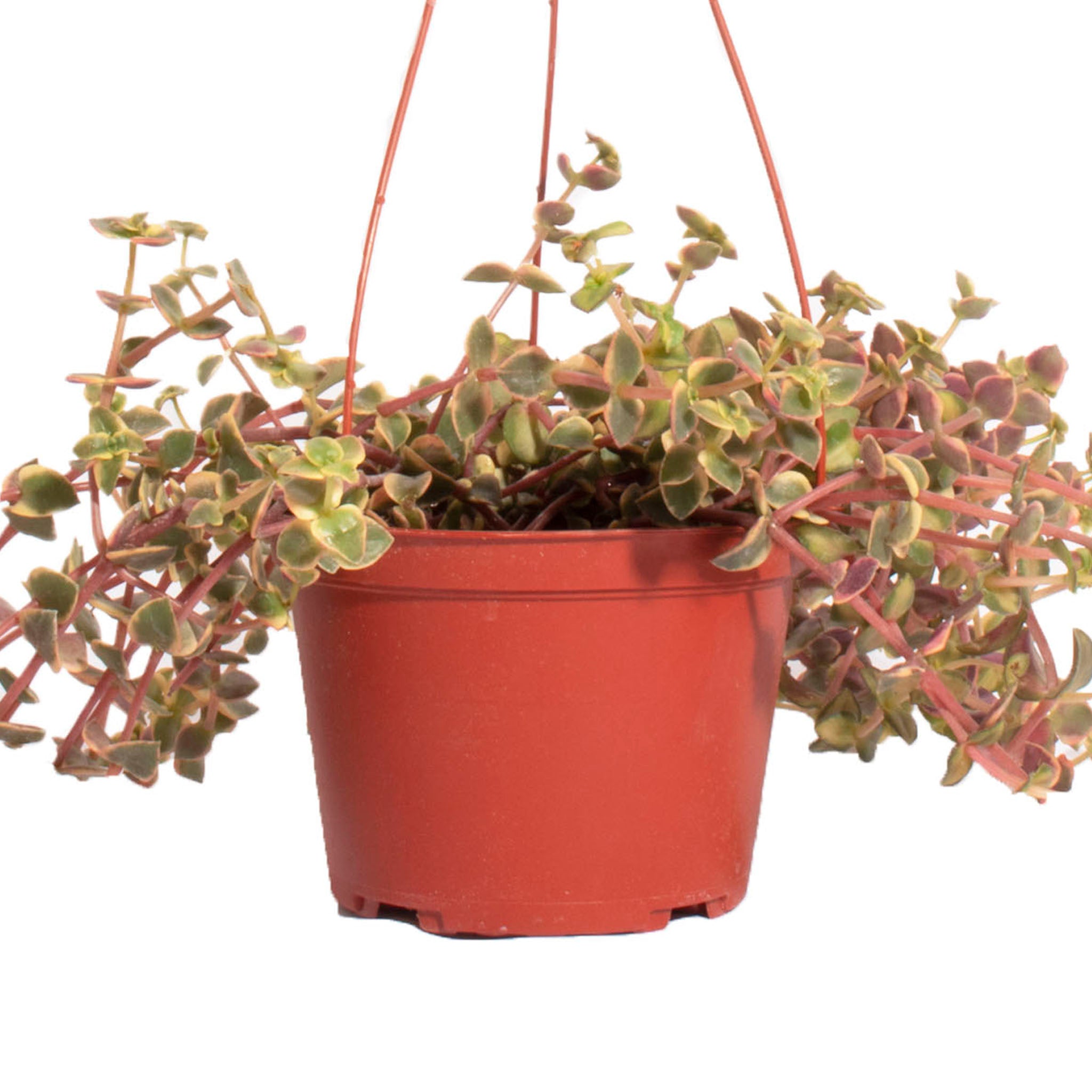 calico succulent Shop Succulents Calico Kitten Hanging Succulent, Crassula Pellucida Variegata, Fully Rooted Live 6" Succulent Plant with Hanger, Low Maintenance