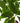 Pachira aquatica 'Money Tree'