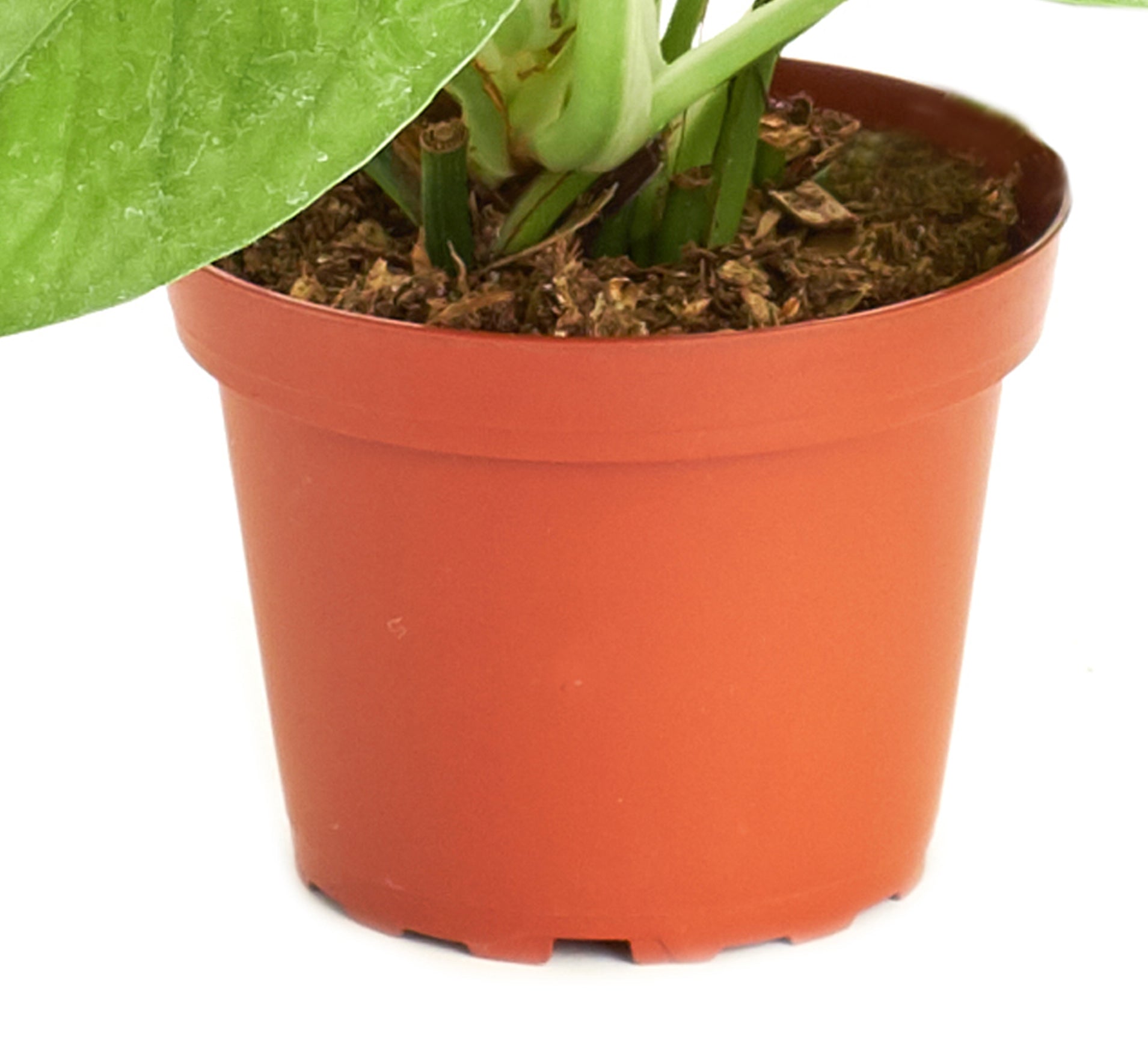 orange pothos Epipremnum aureum 'Pothos'