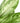 Aglaonema Silver Bay 'Chinese Evergreen'