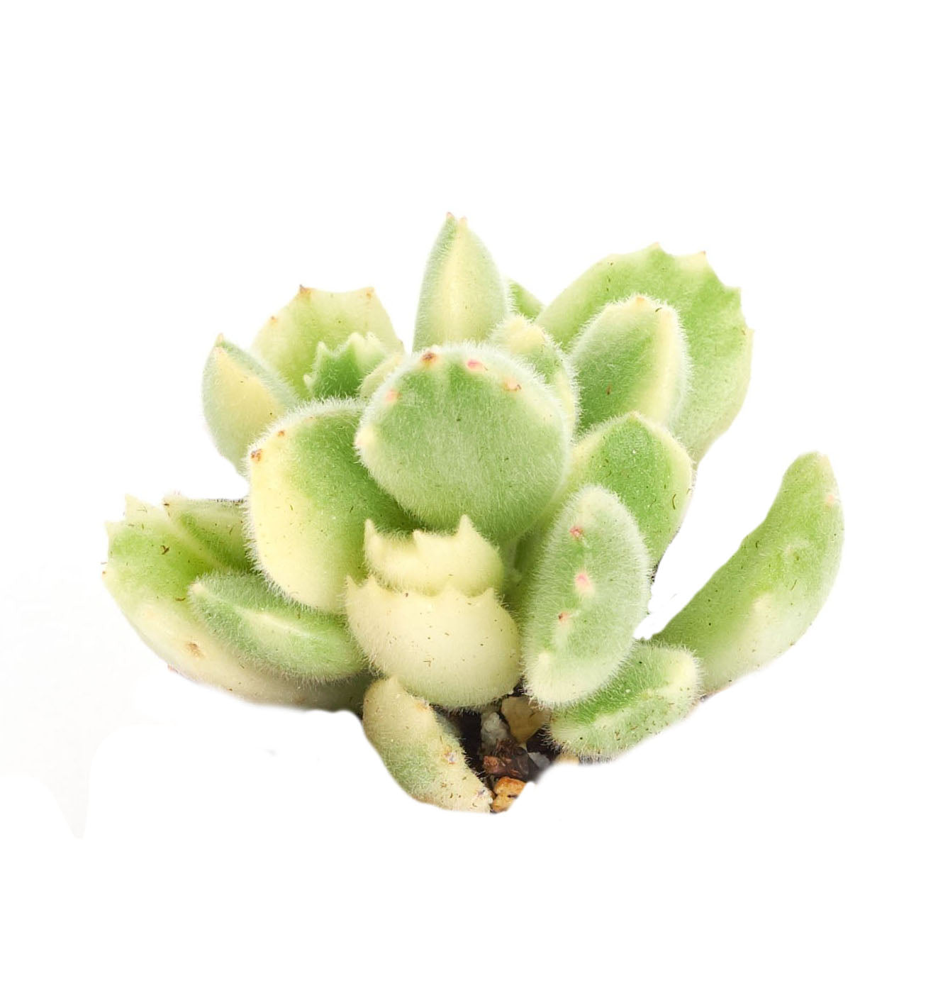 white bear paw succulent Cotyledon tomentosa variegata 'Variegated Bear Paw' – Shop Succulents