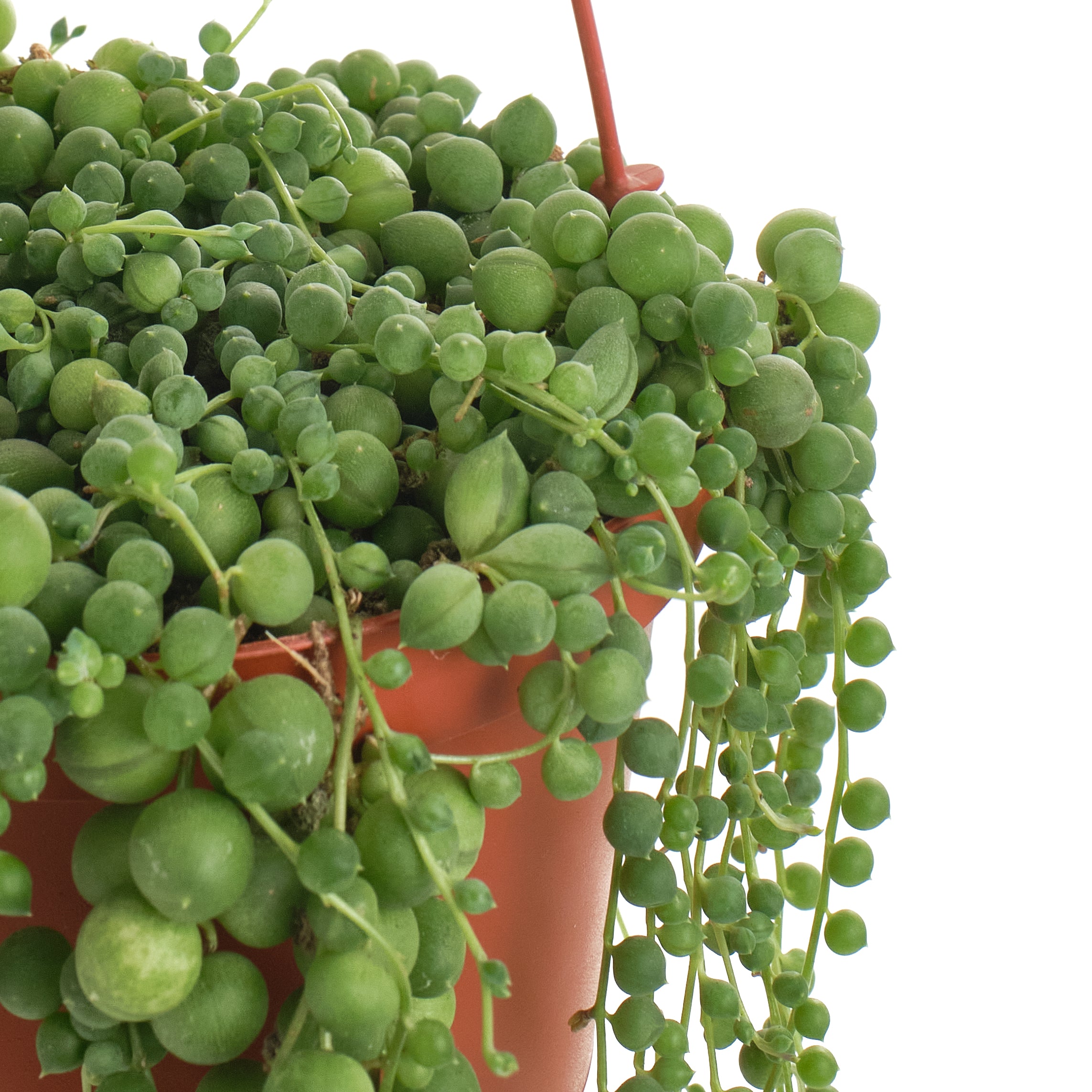hanging pearls plant Shop Succulents String of Pearls 6" Live Hanging Succulent Plant in Nursery Pot