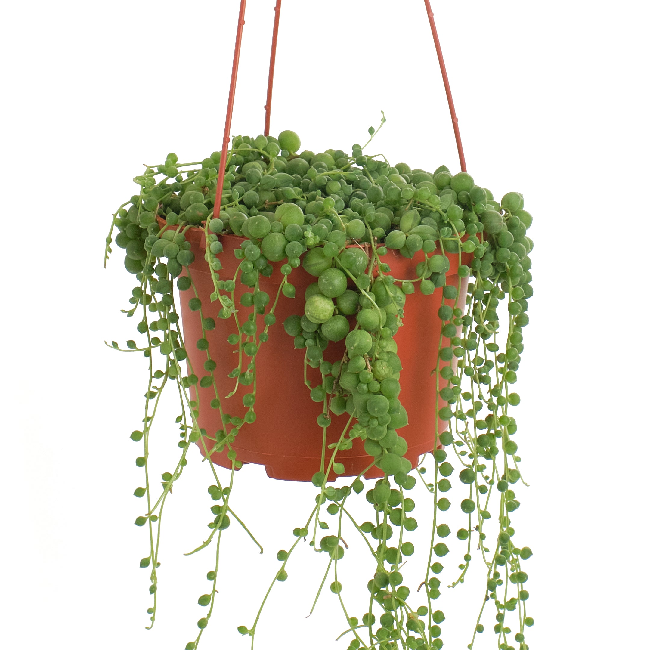 hanging pearl succulent Shop Succulents String of Pearls 6" Live Hanging Succulent Plant in Nursery Pot