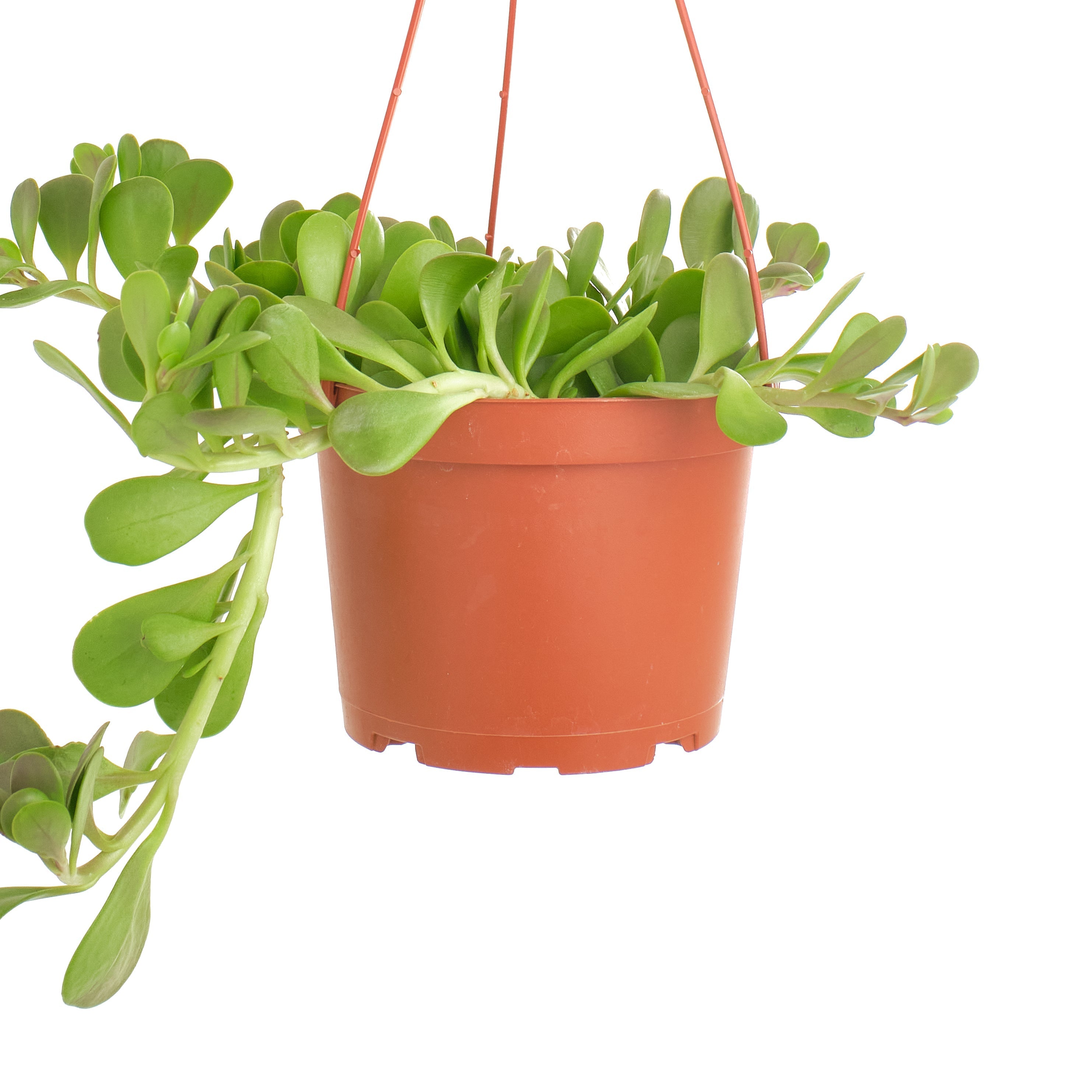 indoor trailing jade plant Senecio Jacobsenii 'Trailing Jade' – Shop Succulents