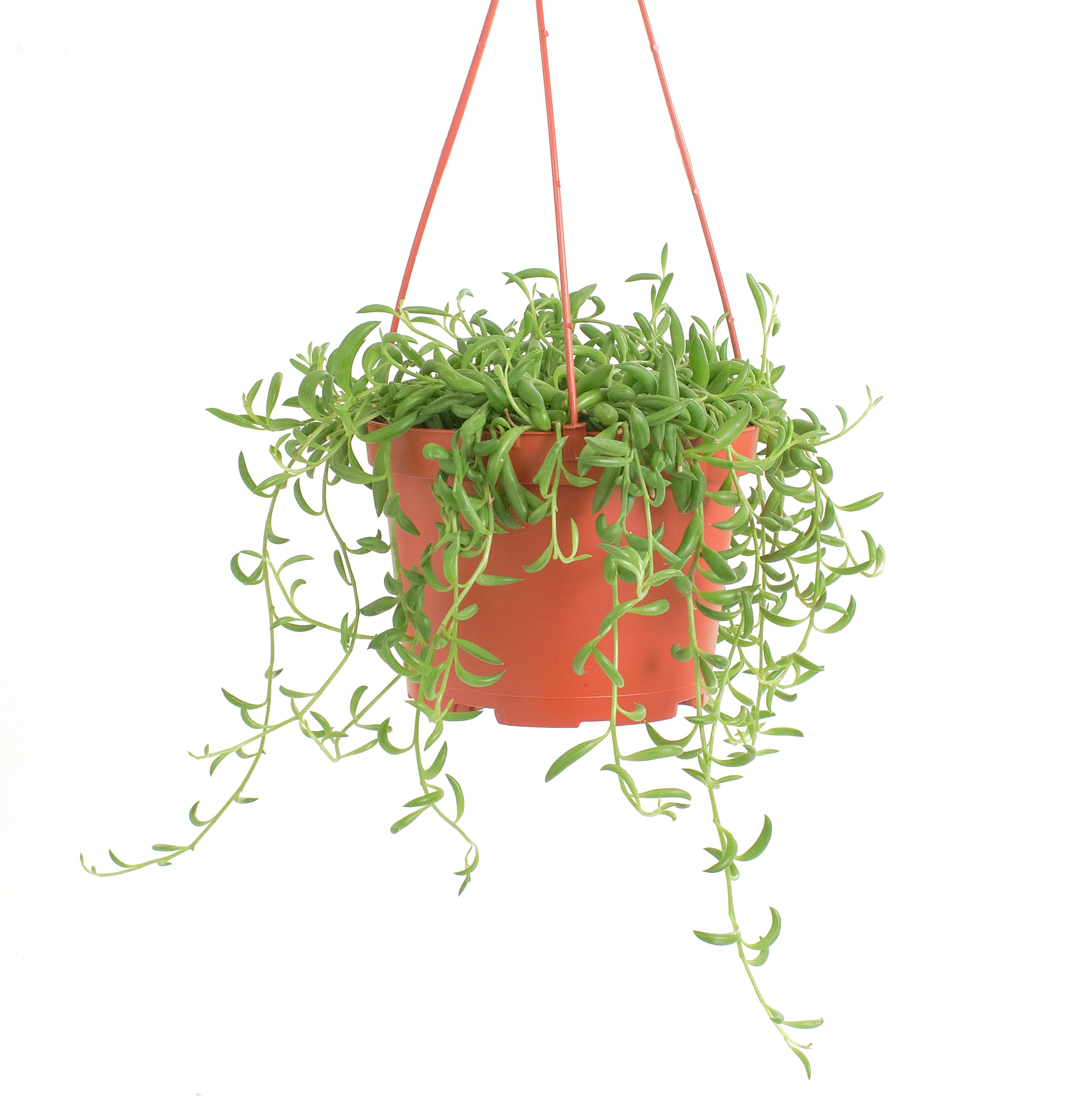 Home Botanicals Hanging String of Bananas Succulent in 6 Grow Pot with  Hanger Included