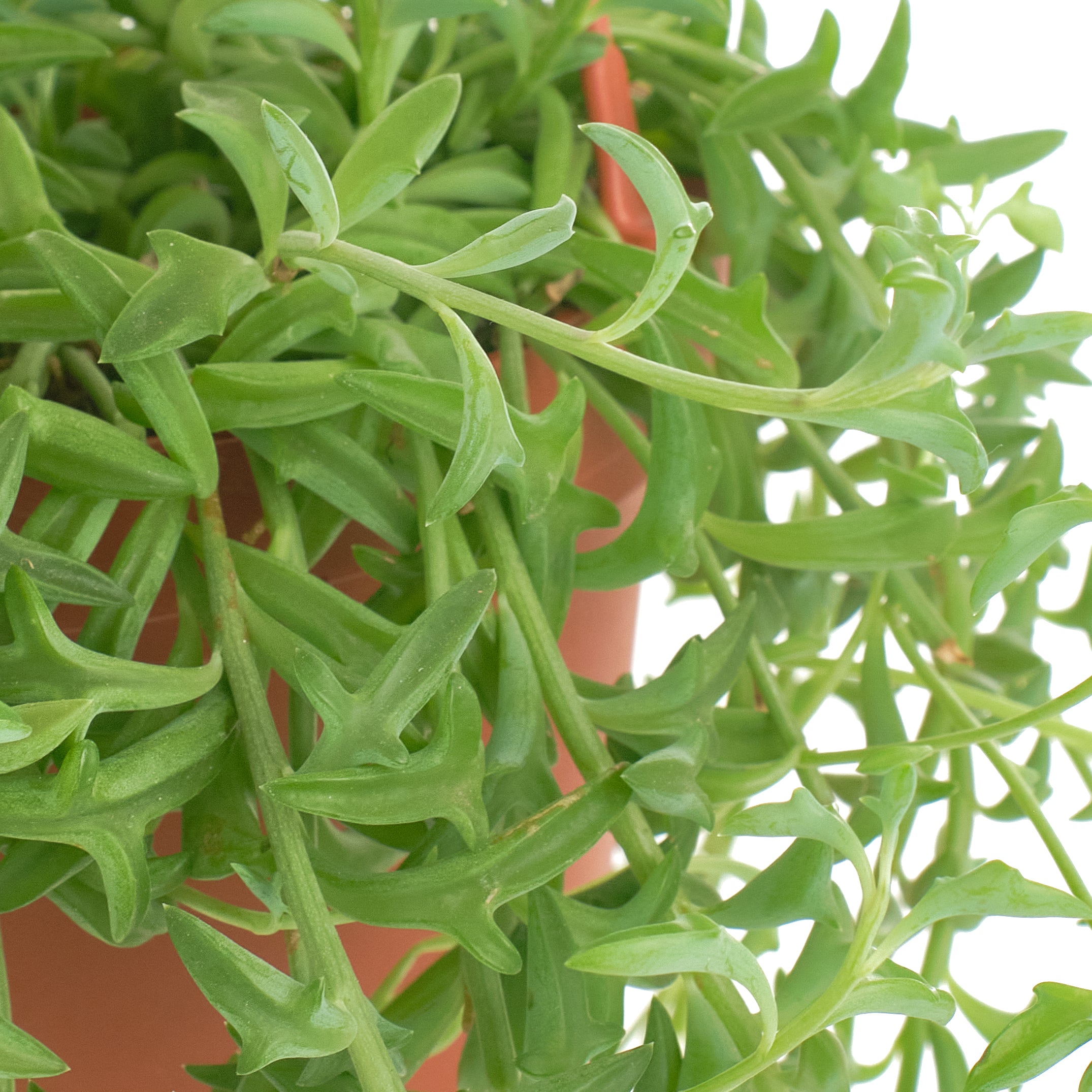 string of dolphins succulent Senecio peregrinus 'String of Dolphins' – Shop Succulents