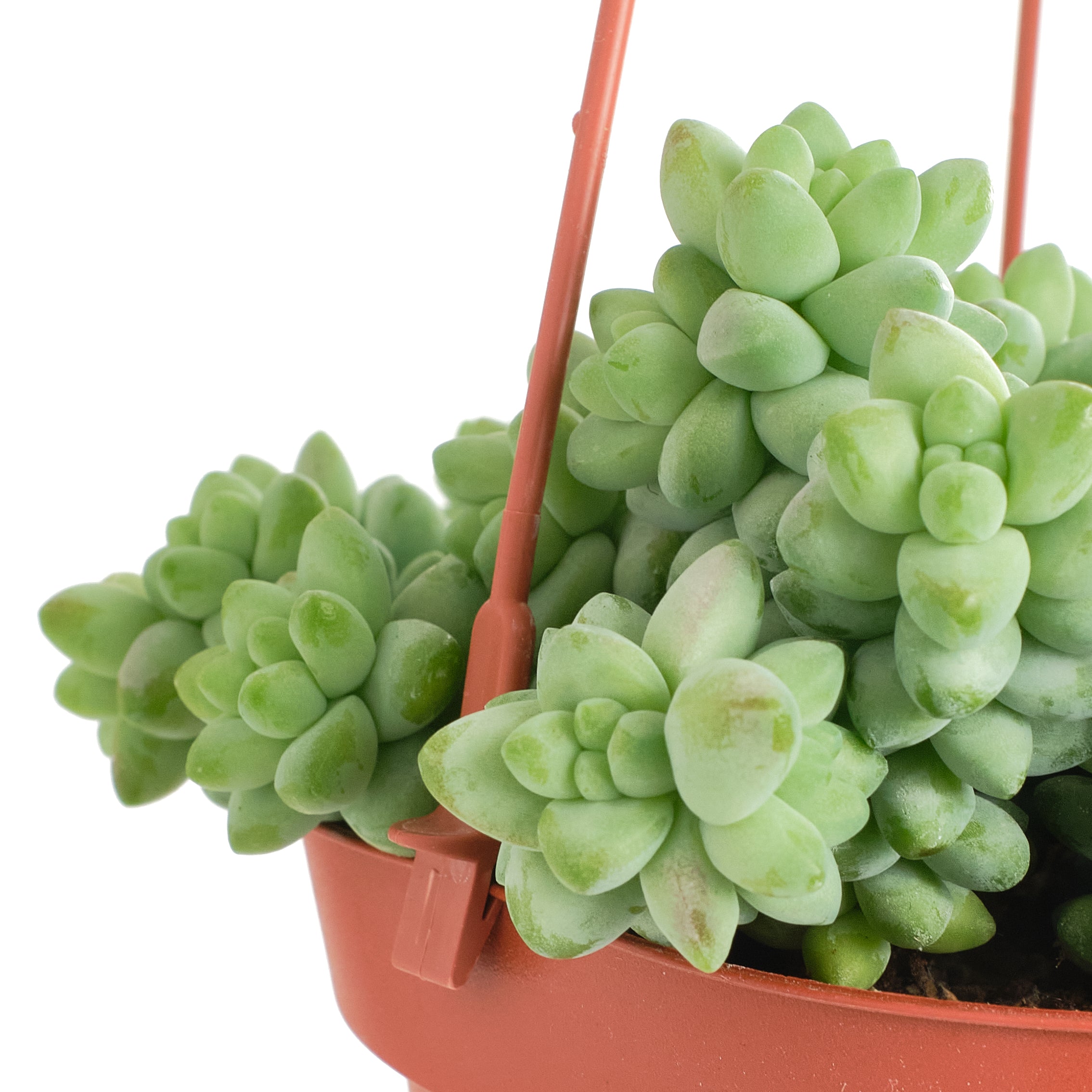 donkey tail succulent for sale Burro's Tail For Sale: Sedum Burrito (Burro's Tail