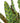Calathea Lancifolia 'Rattlesnake Plant'
