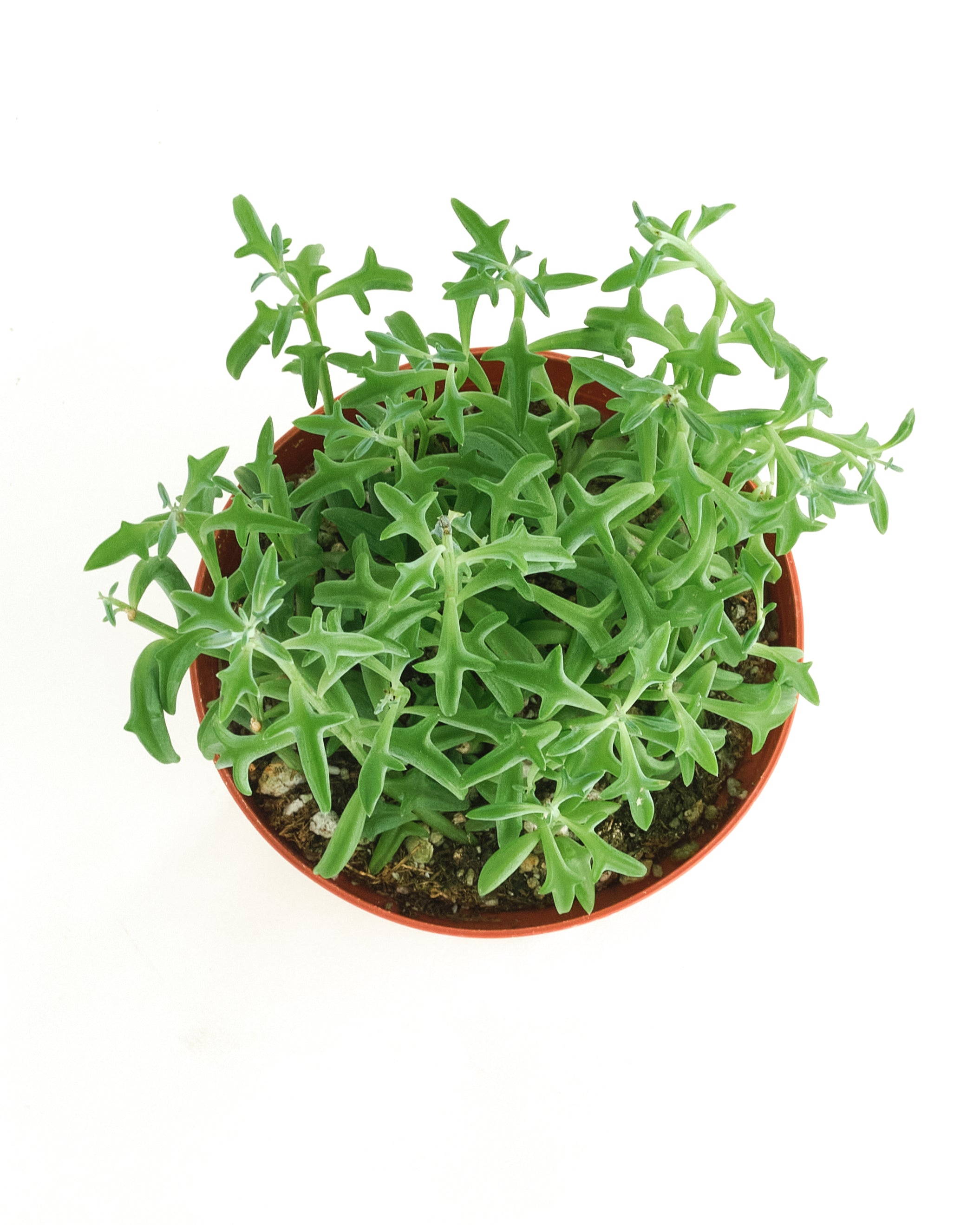 dolphin succulents for sale Senecio peregrinus 'String of Dolphins' – Shop Succulents