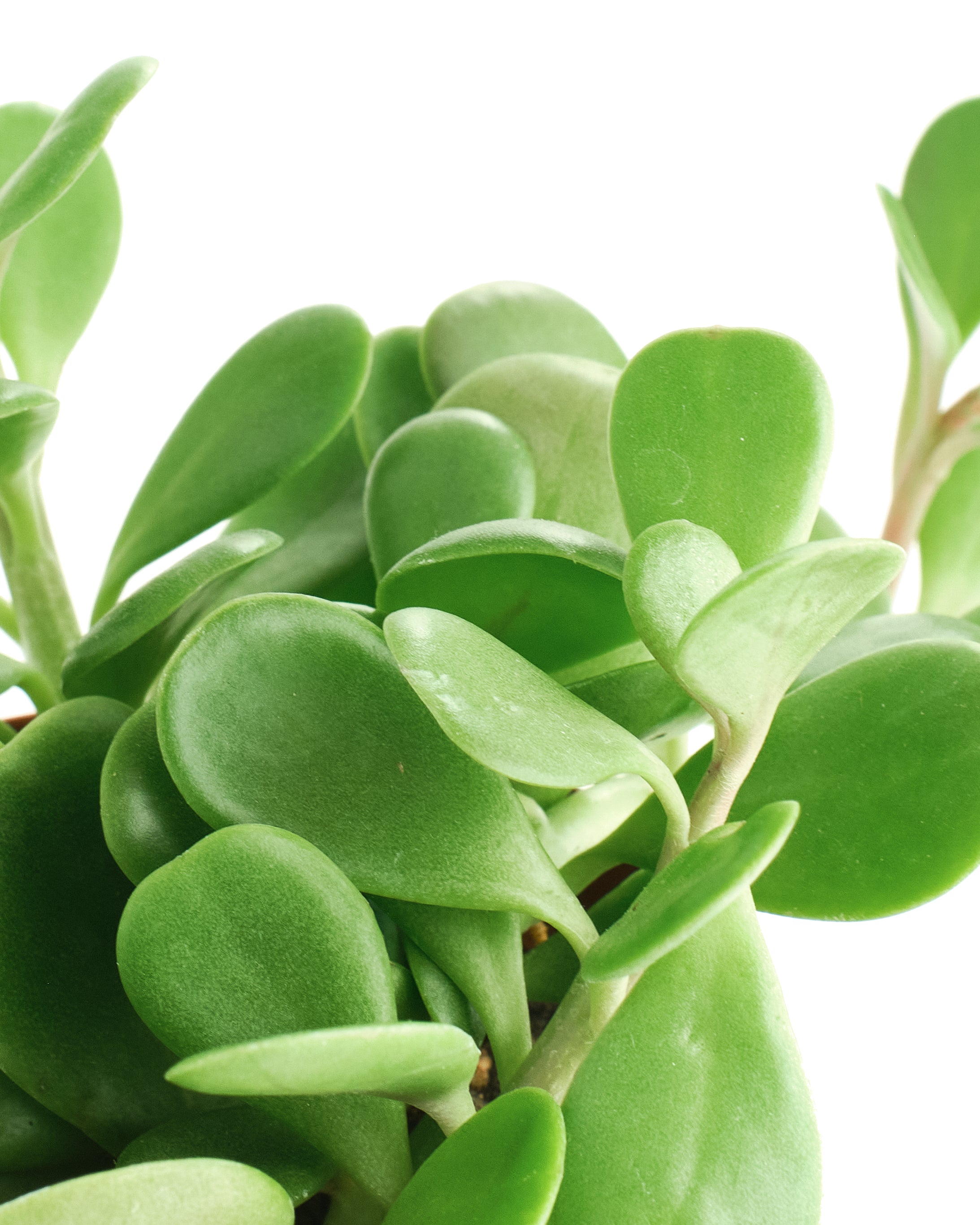 jade plant trailing Senecio Jacobsenii 'Trailing Jade' – Shop Succulents