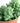 Sedum morganianum 'Burro's Tail'