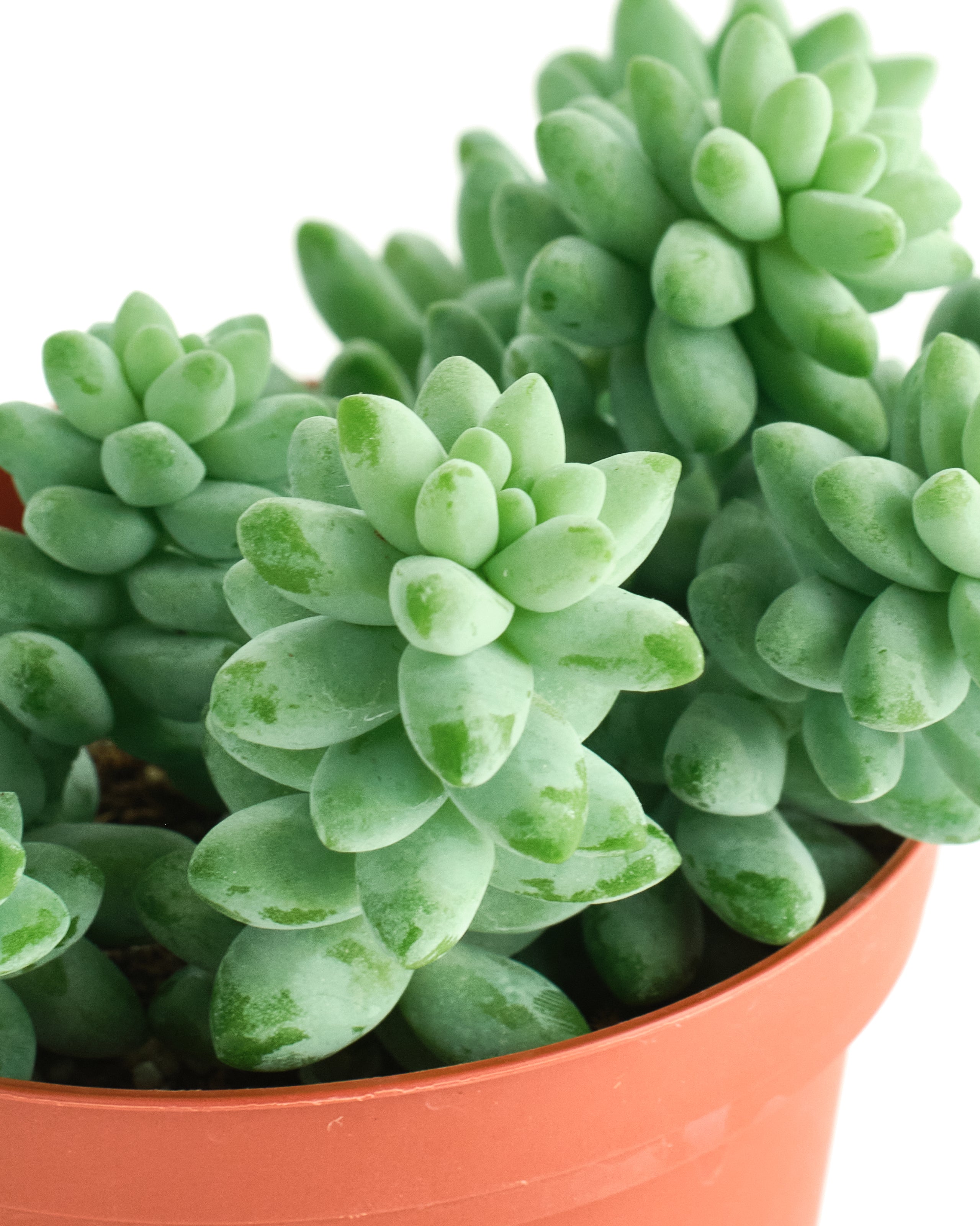 succulent burro's tail Burro's Tail For Sale: Sedum Burrito (Burro's Tail
