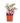 Tradescantia fluminensis 'Nanouk'