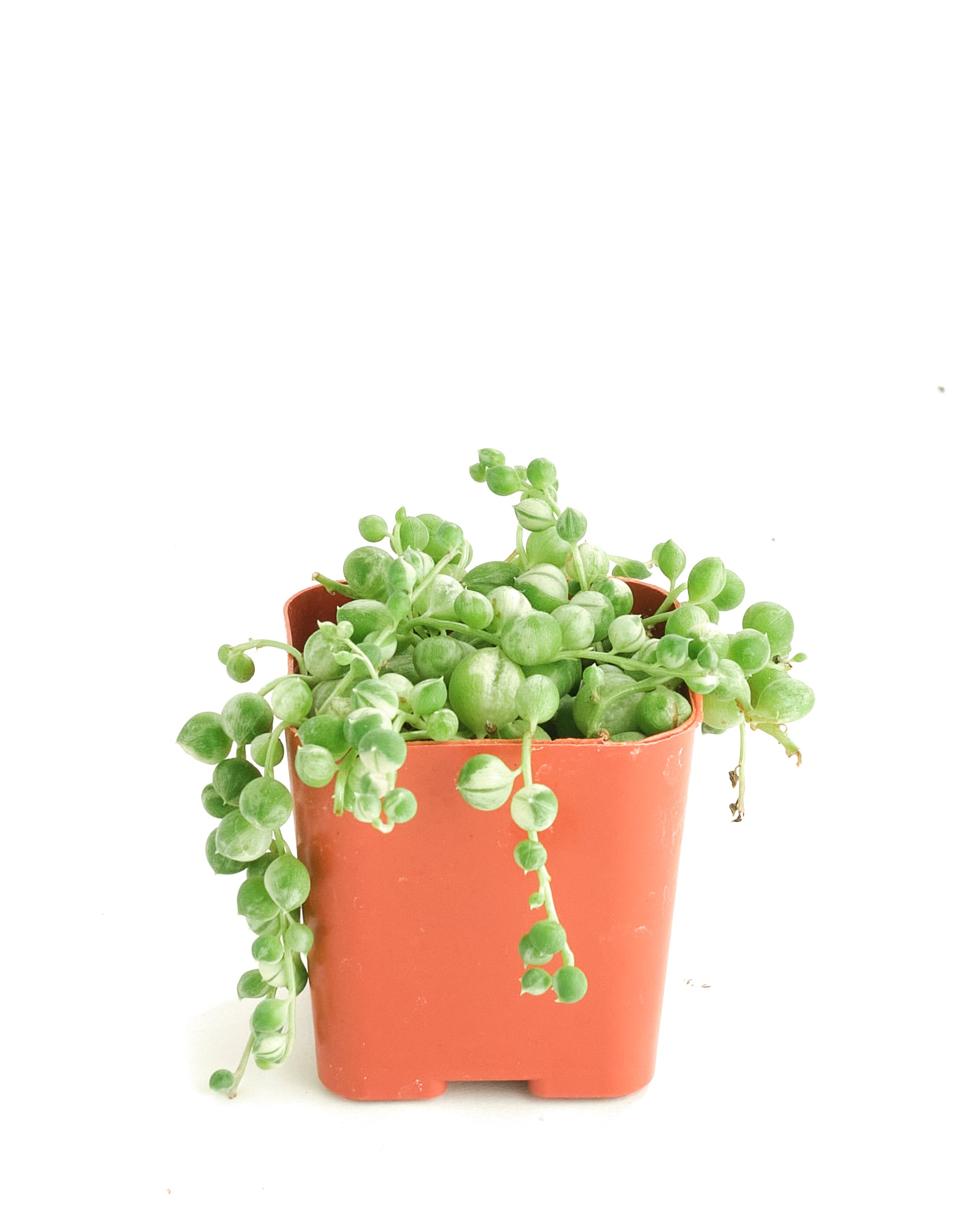 variegated pearls succulent Senecio rowleyanus f. variegatus 'Variegated String of Pearls' – Shop Succulents