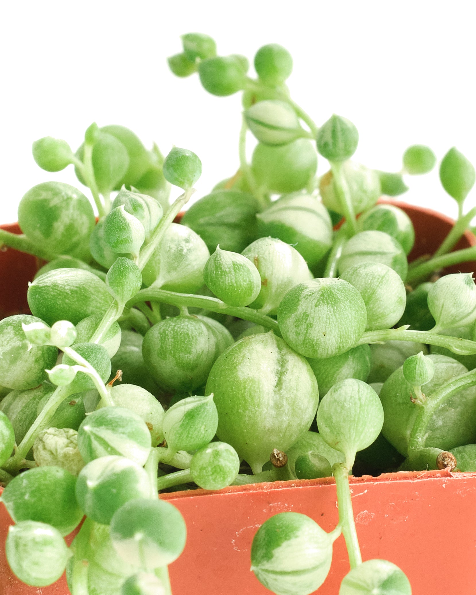 variegated pearls succulent Senecio rowleyanus f. variegatus 'Variegated String of Pearls' – Shop Succulents