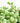 Senecio rowleyanus f. variegatus 'Variegated String of Pearls'