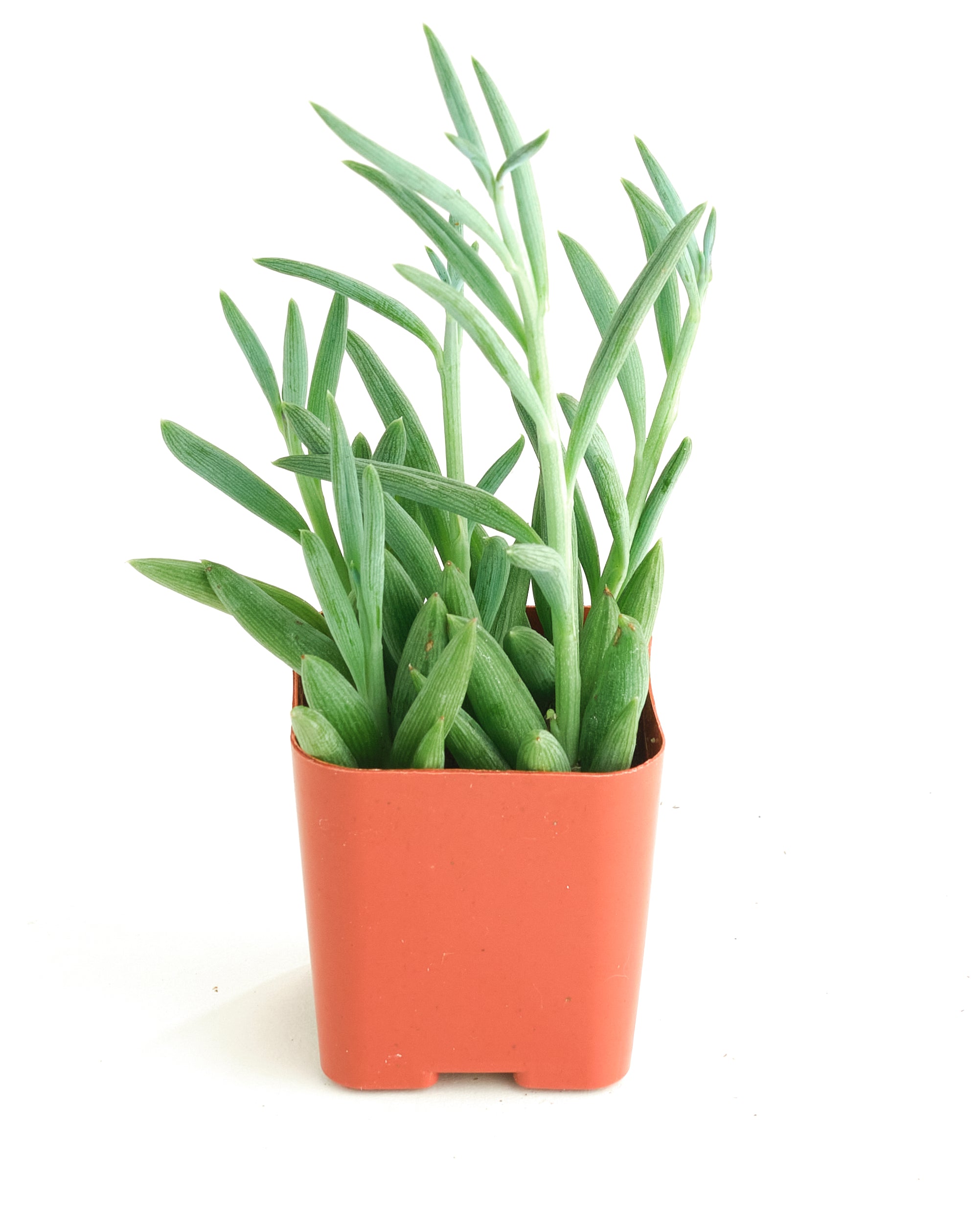 fishhook succulent care Senecio Radicans 'String of Fishhooks' – Shop Succulents