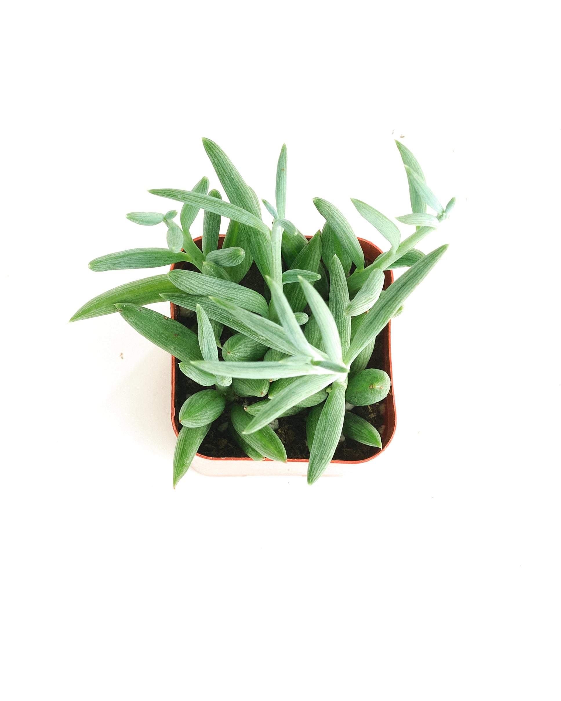 fish succulent plant Senecio Radicans 'String of Fishhooks' – Shop Succulents