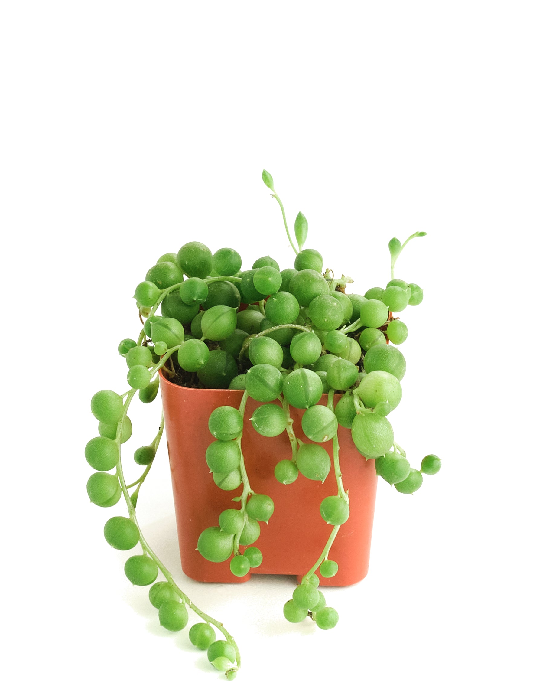 pea succulent Succulent Plants String of Pearls (Senecio Rowleyanus) Hanging Pearls Plant