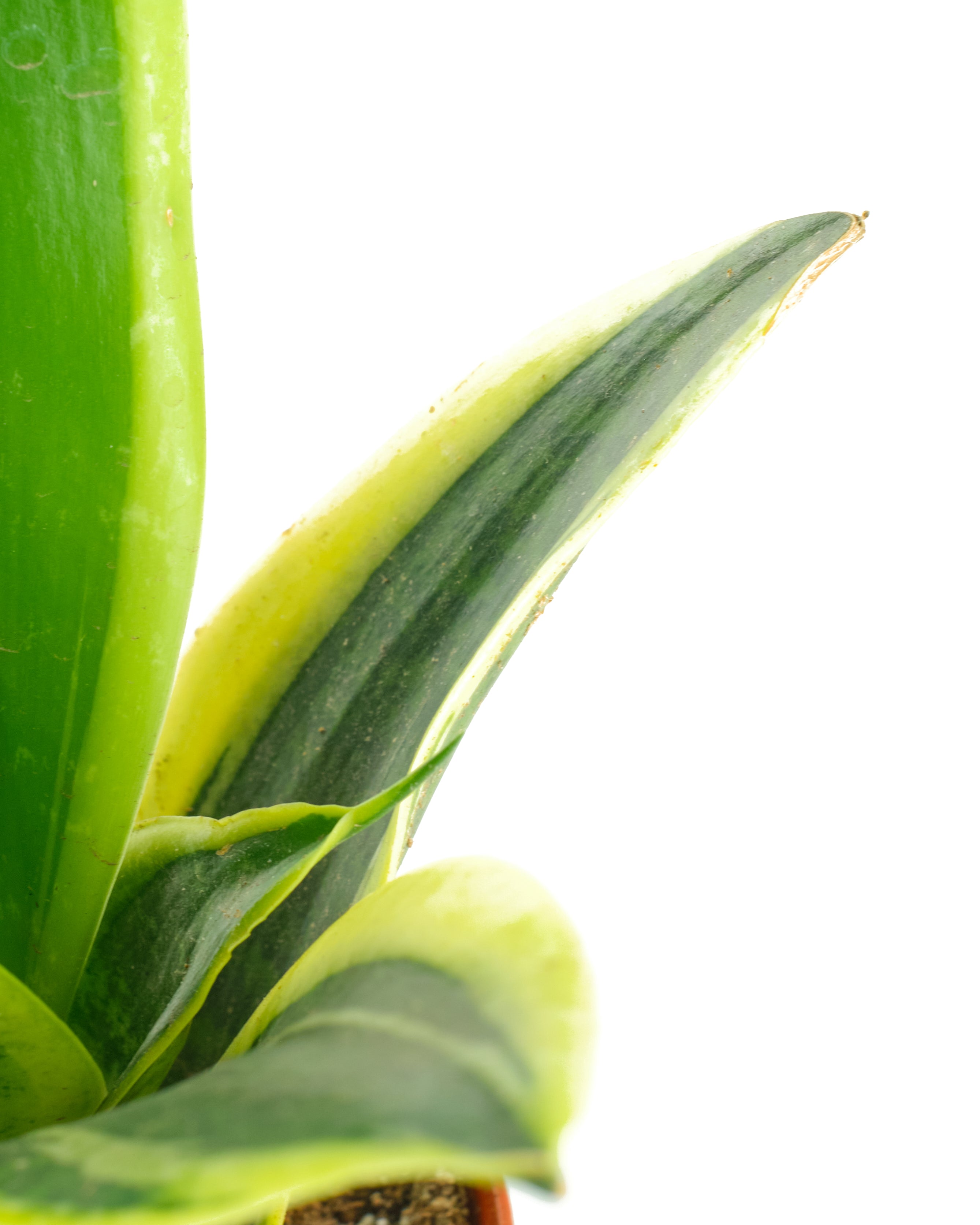 snake plant free shipping Sansevieria Laurentii 'Snake Plant' – Shop Succulents