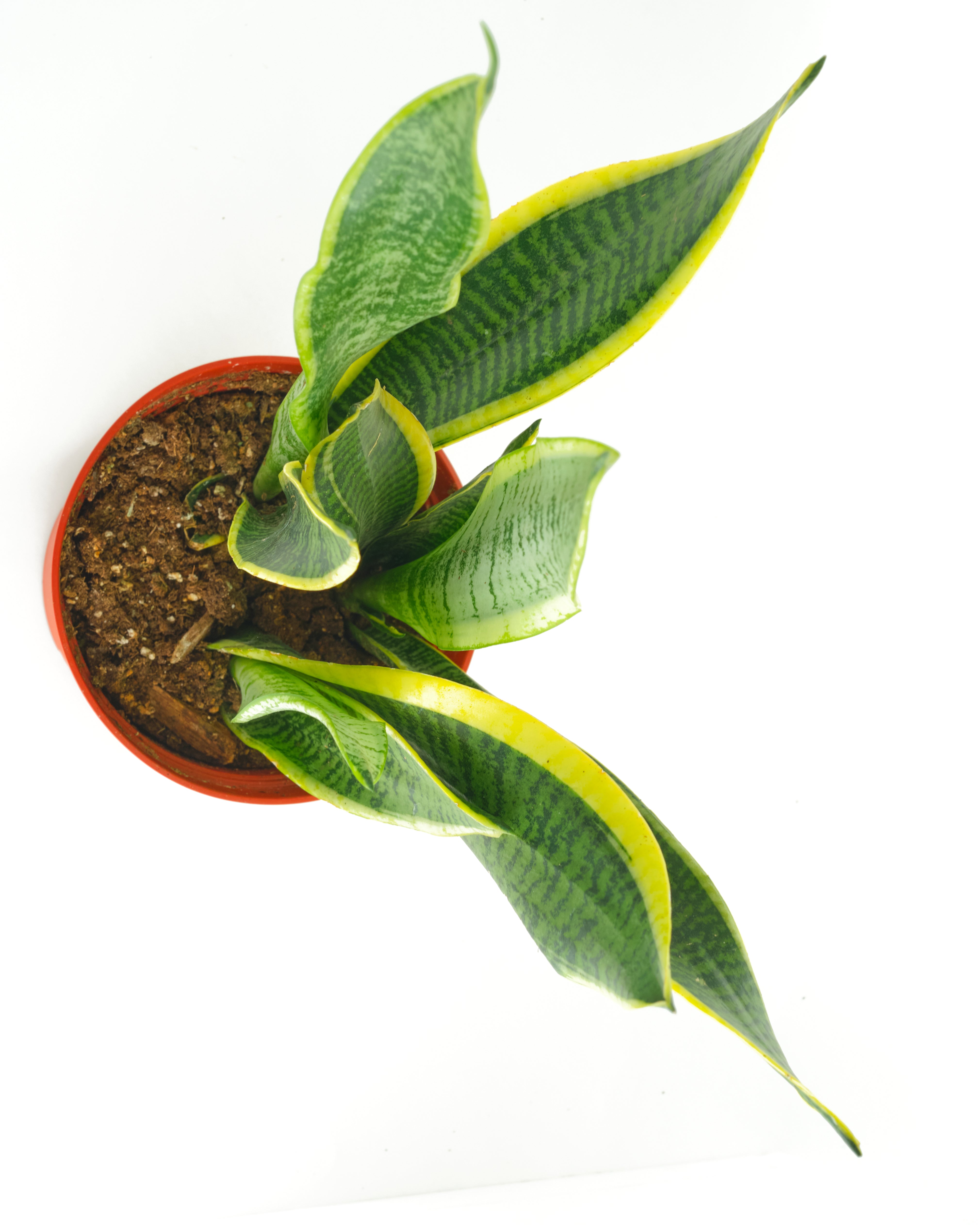 send a snake plant Sansevieria Laurentii 'Snake Plant' – Shop Succulents