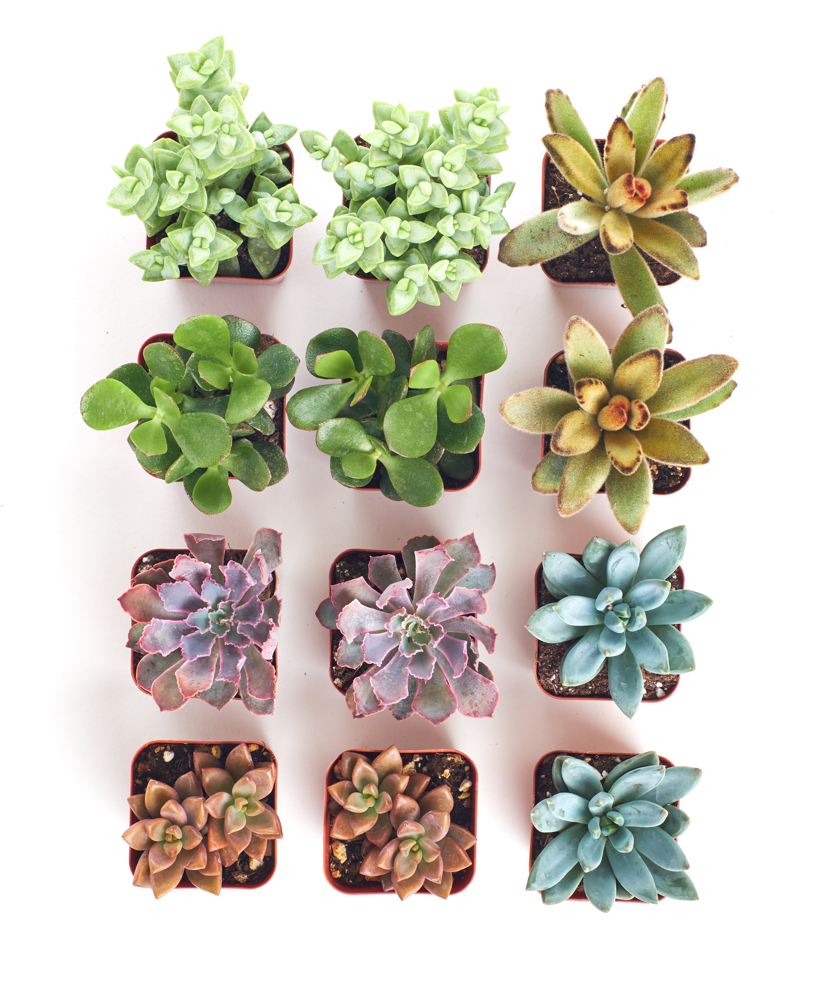 amazon mini succulent pots 2 in. Assorted Succulent Collection (100-Pack)