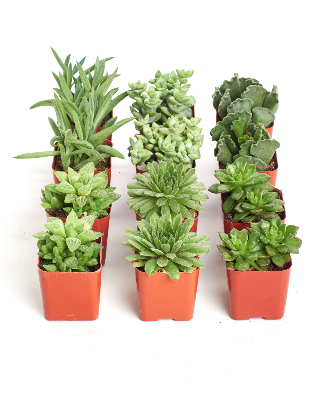 Verde Mini Succulent Collection – Shop Succulents