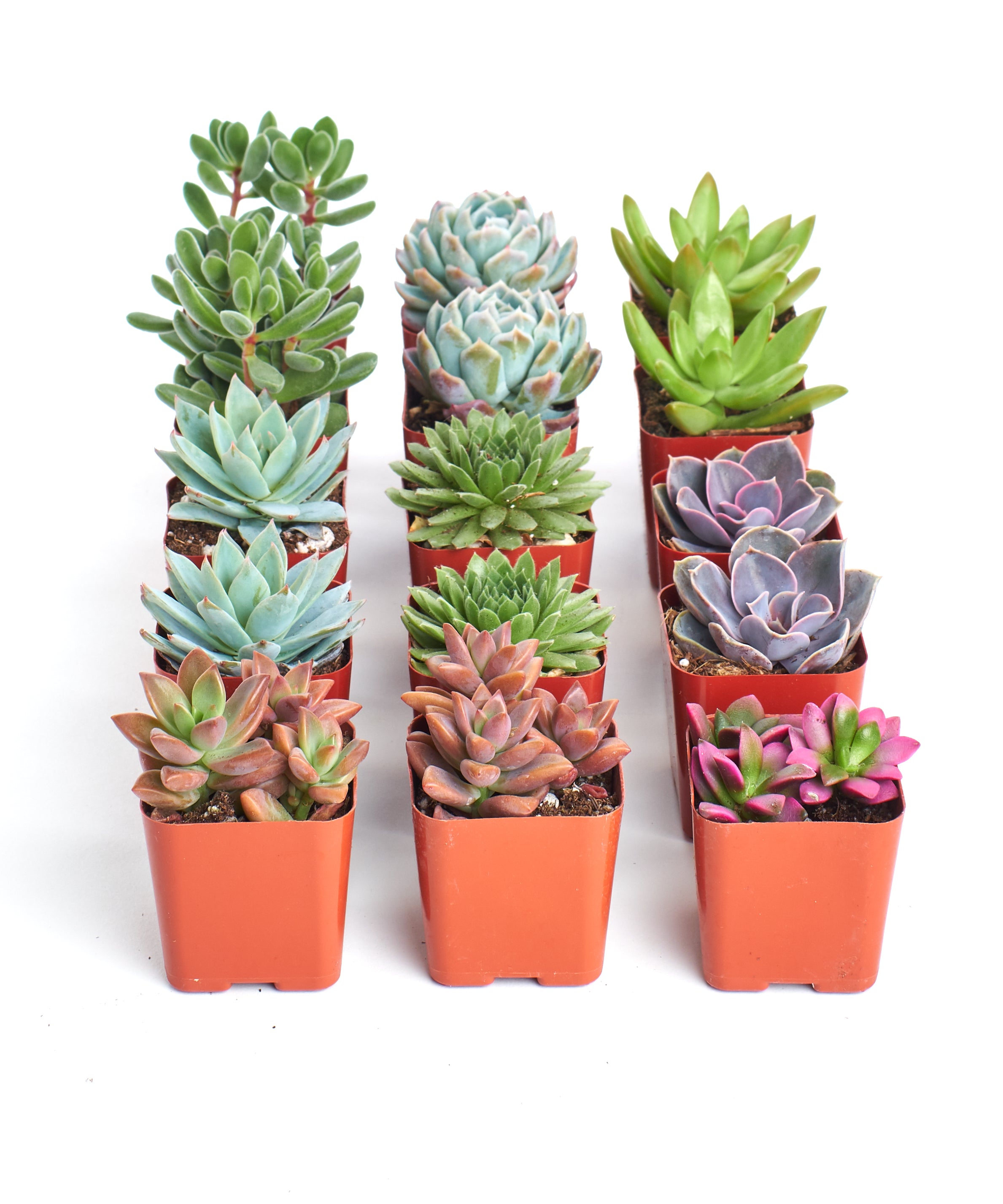 mini live succulents bulk 2 in. Assorted Succulent Collection (100-Pack)
