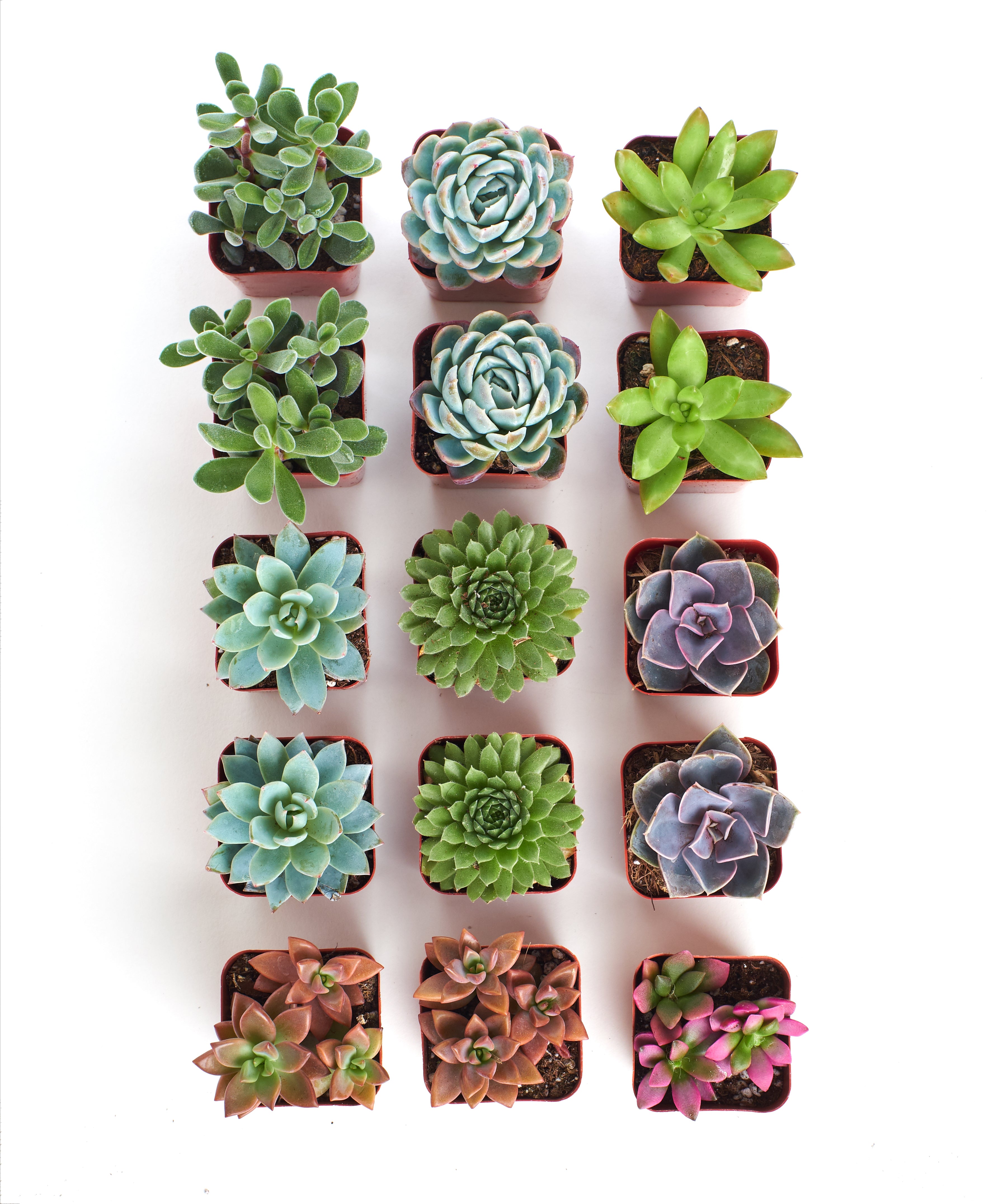 where can i buy small succulent plants 2 in. Assorted Succulent Collection (100-Pack)