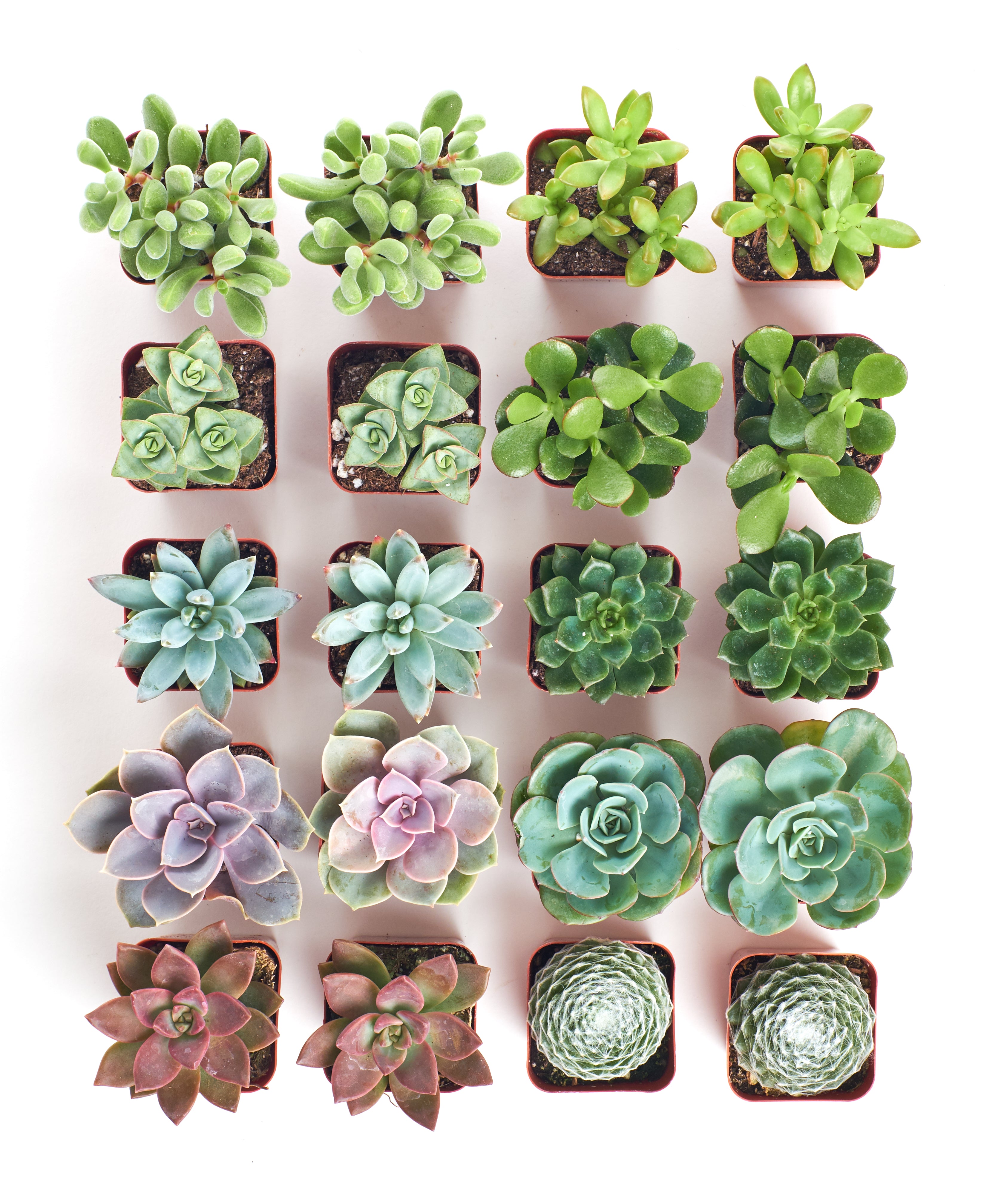 small potted live succulents 2 in. Assorted Succulent Collection (100-Pack)