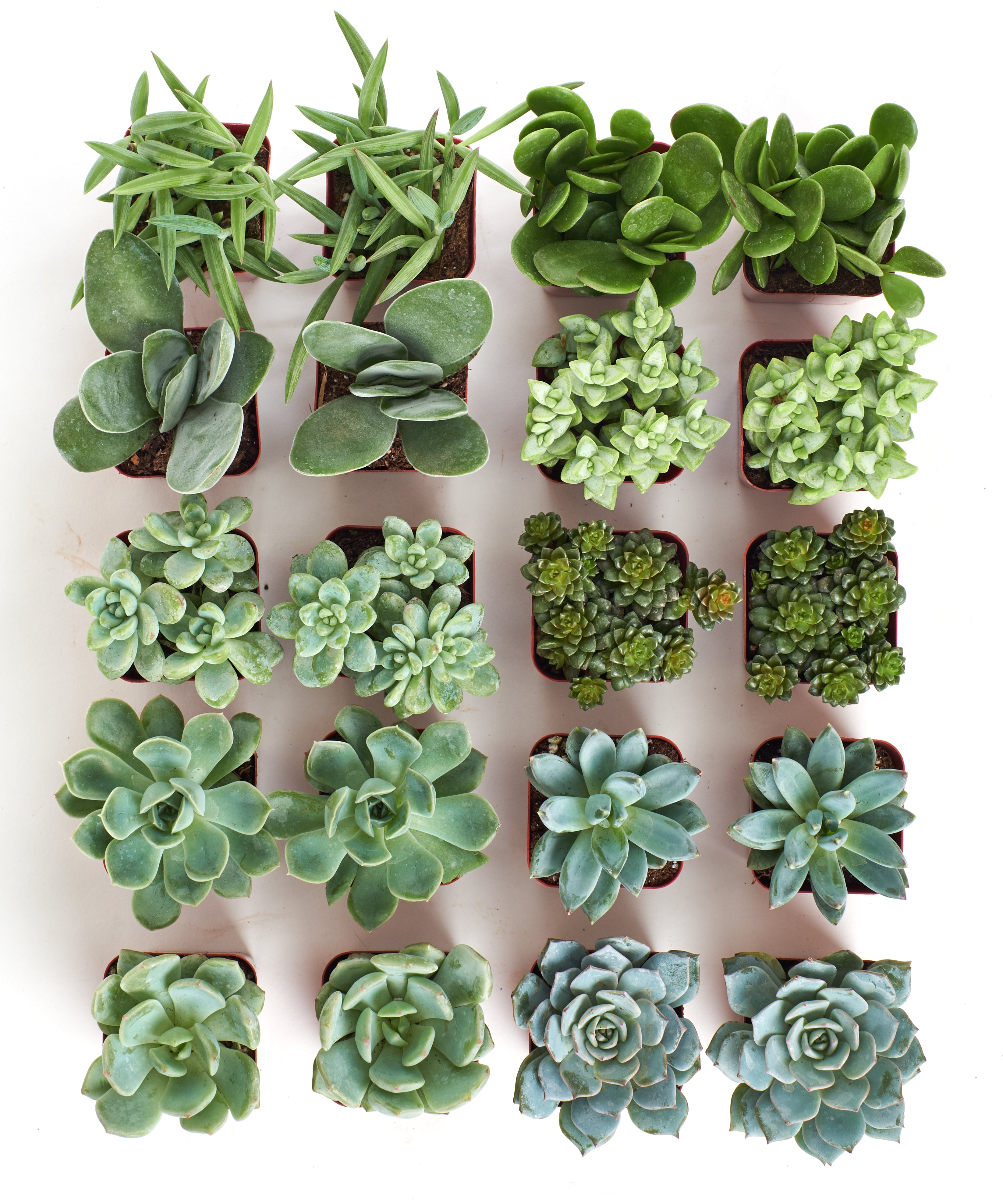 blue and green succulents Shop Succulents | Blue/Green Live Plants, Hand Selected Variety Pack of Mini Succulents