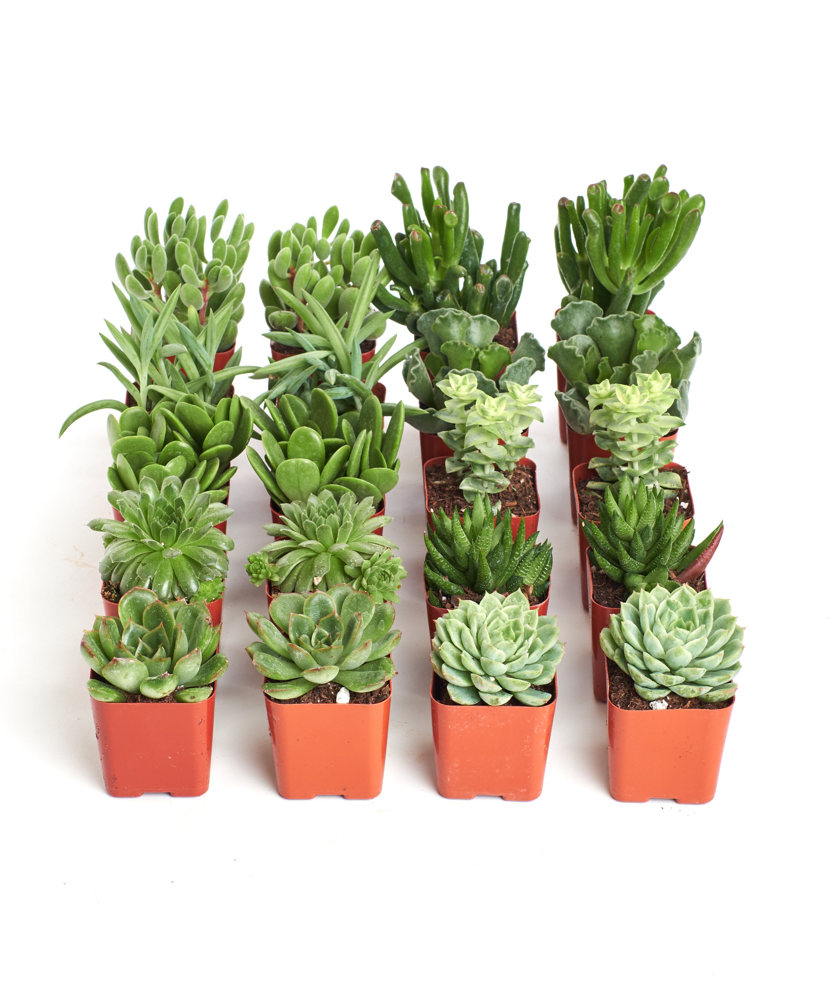 small green succulent Shop Succulents | Wedding Collection | Assorted Bulk Succulent Plants Live
