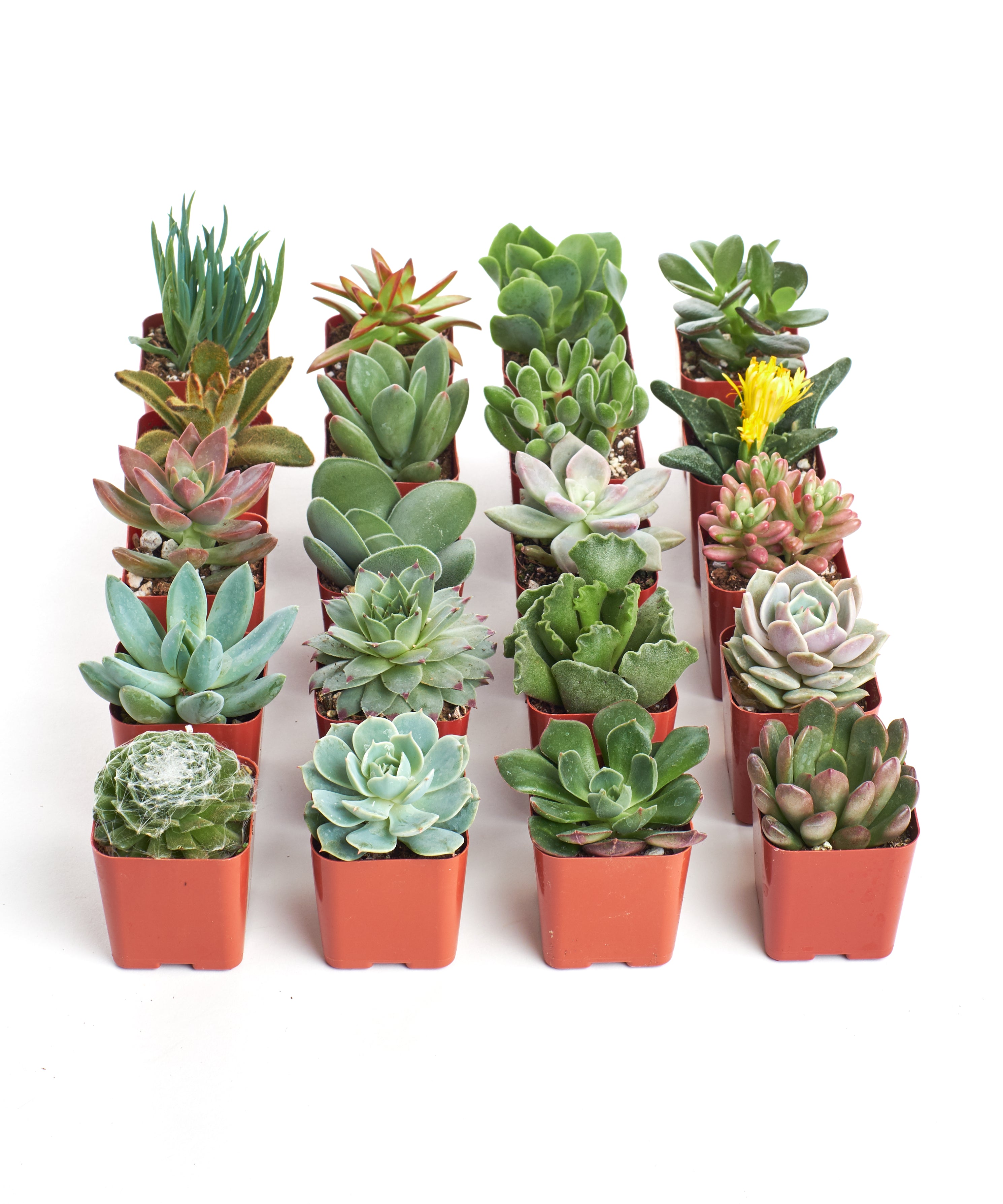 all succulent plants Shop Succulents Unique Succulent Plant Pack Collection - Live Mini Succulent Plants, Low Maintenance, Exceptional Colors & Textures